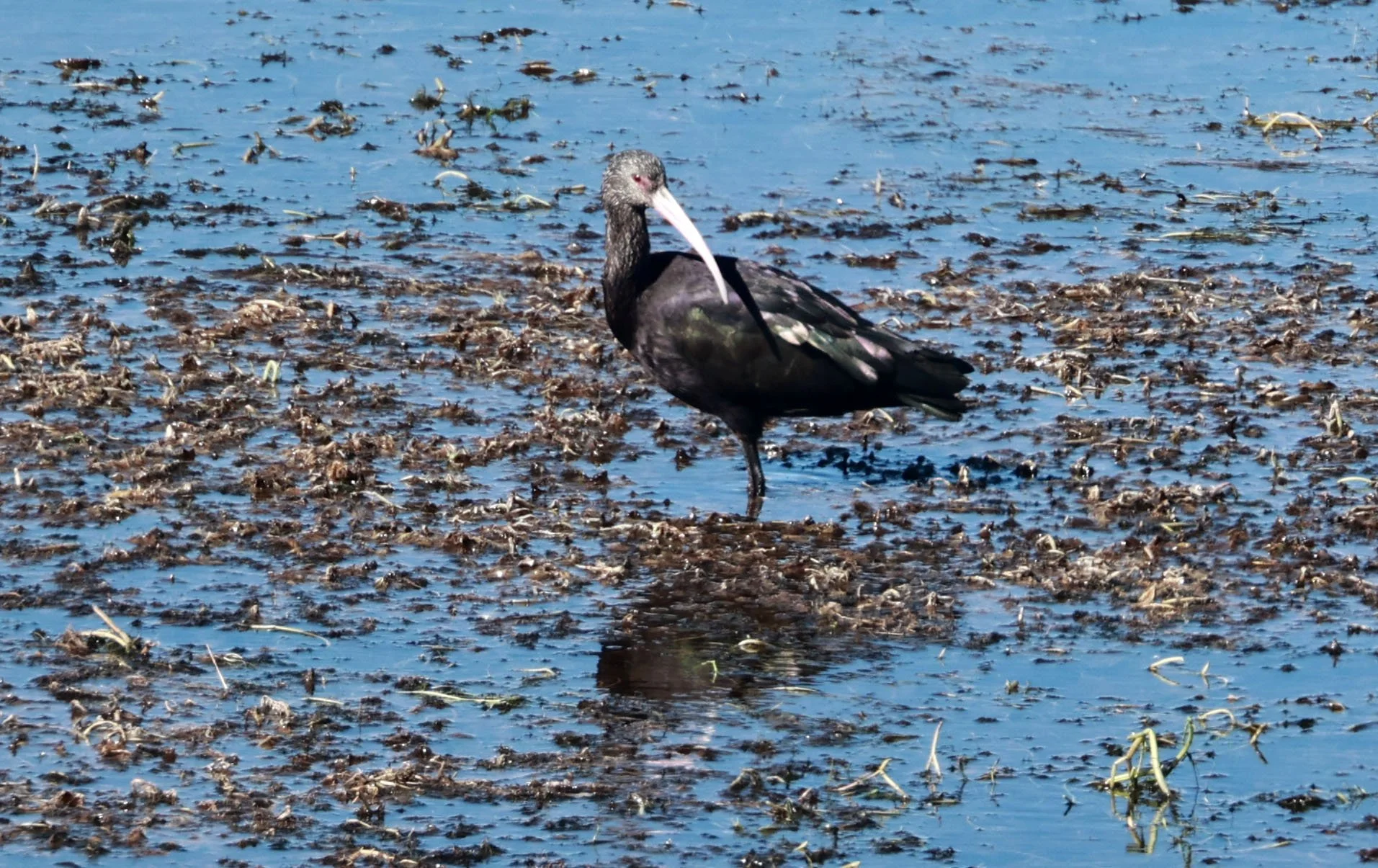 Ibis - Puna Ibis - Plegadis ridgwayi - Lauca National Park, Chile (9).jpg
