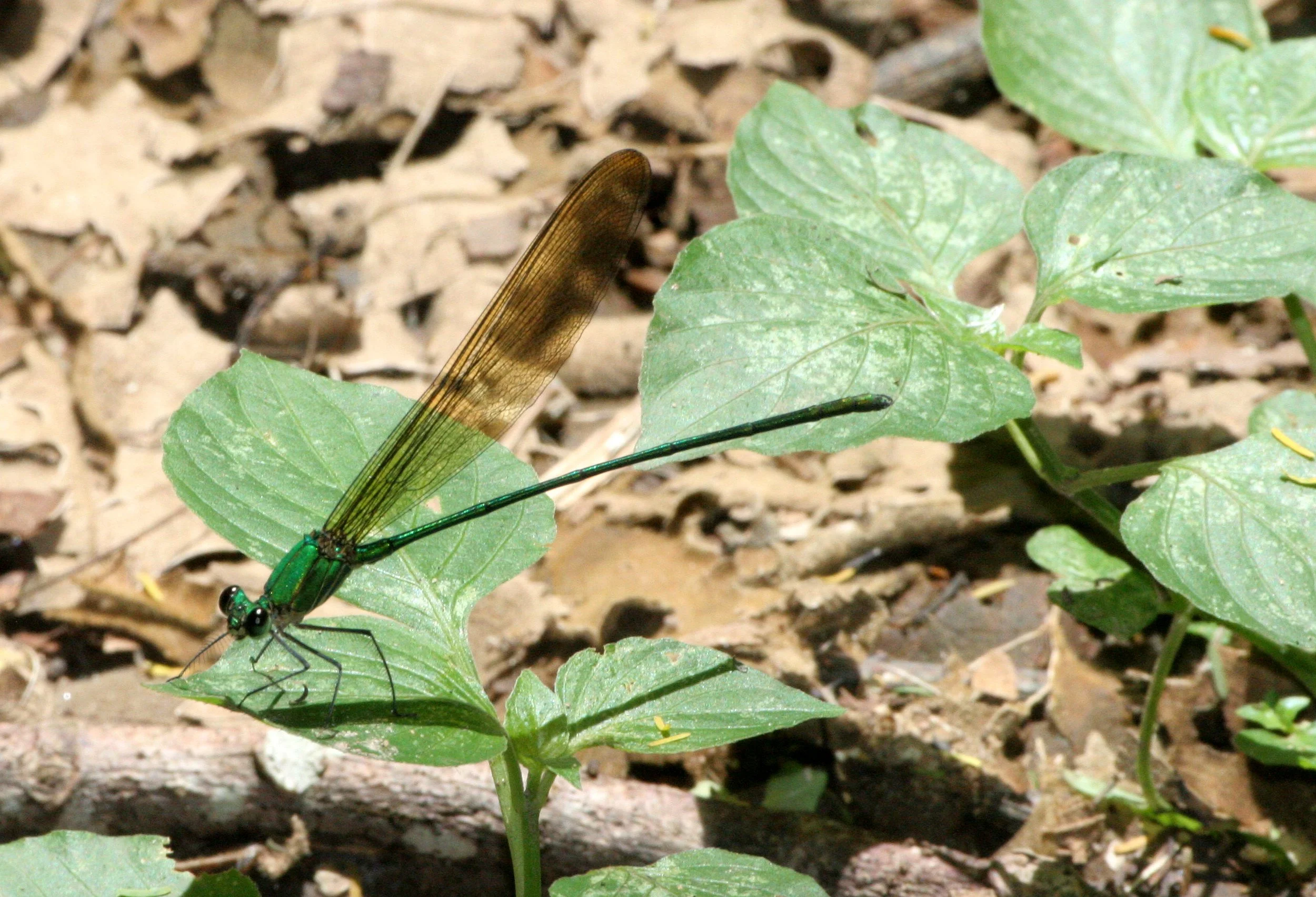 Khao Yai National Park, Thailand