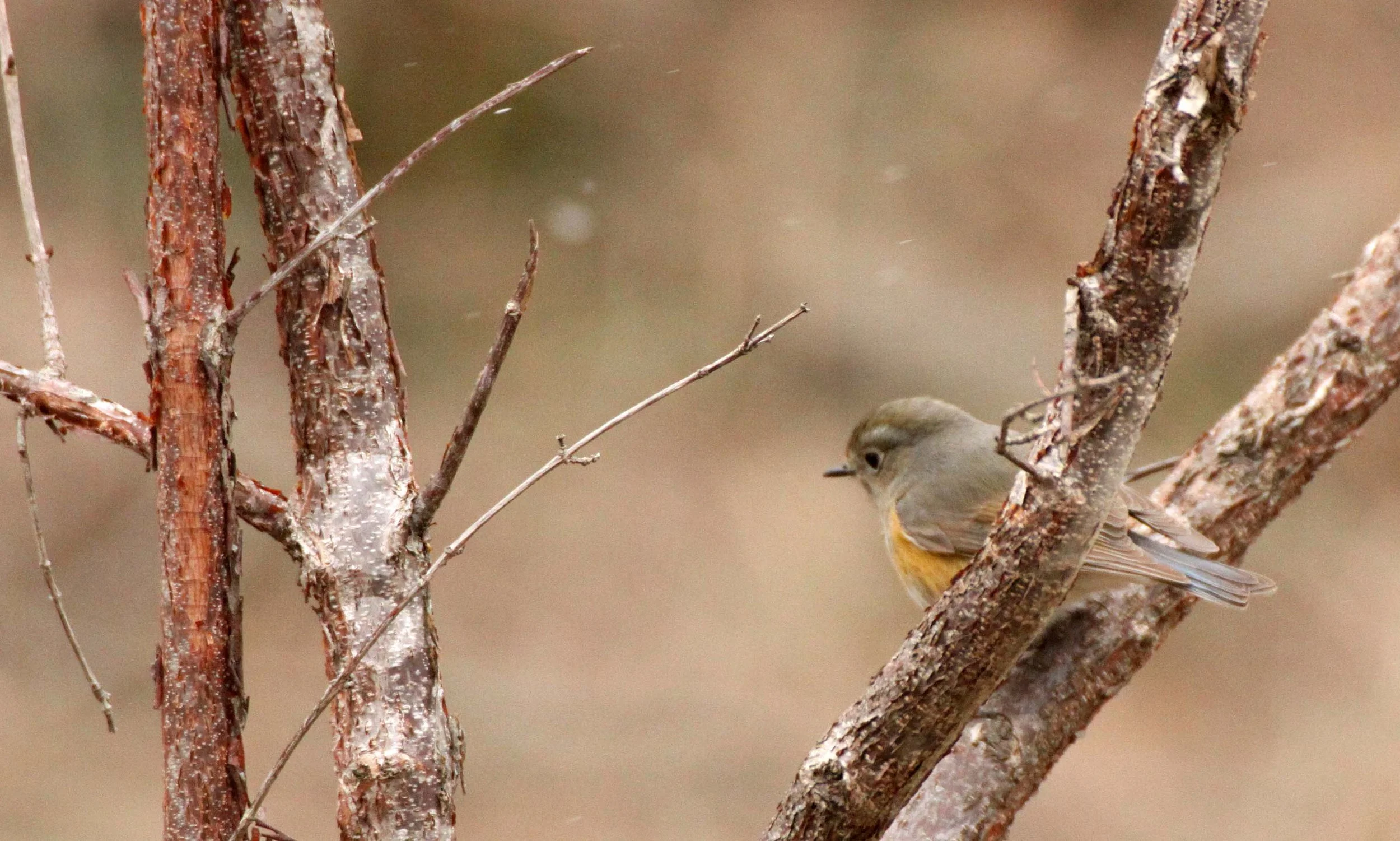 BIRD - ROBIN - ORANGE-FLANKED BUSH ROBIN - FEMALE - FOPING NATURE RESERVE - SHAANXI PROVINCE CHINA (3).JPG