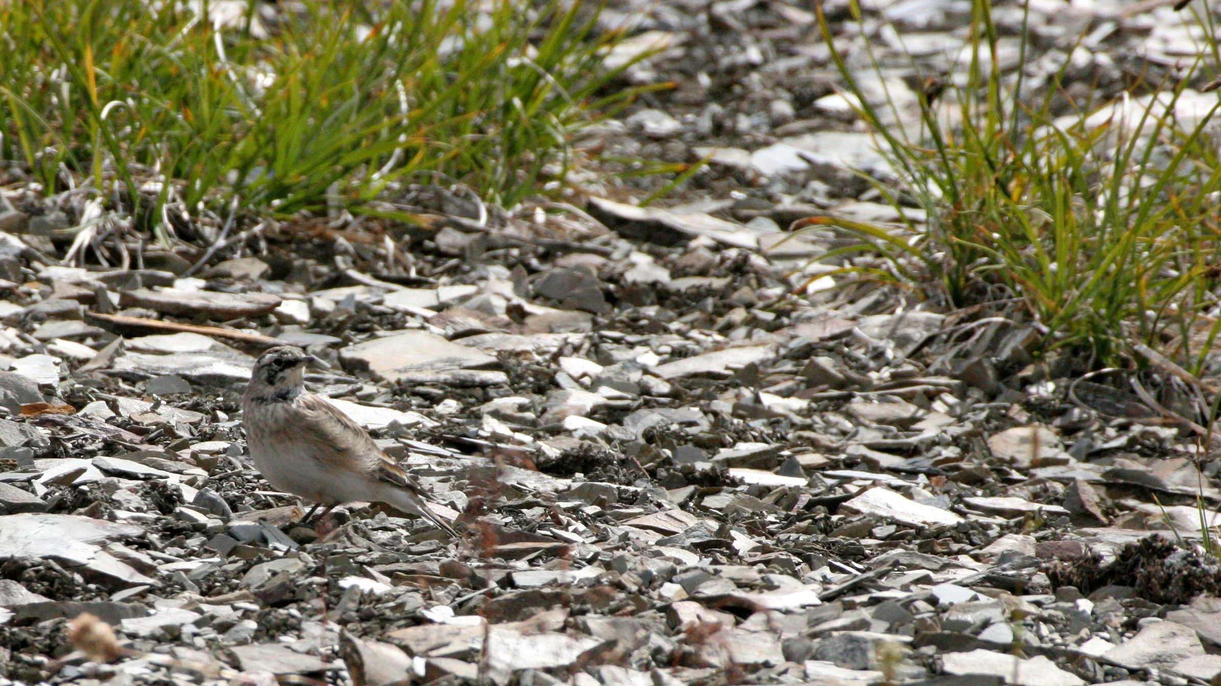 Horned Lark (Eremophila alpestris) Olympic National Park Washington (3).JPG