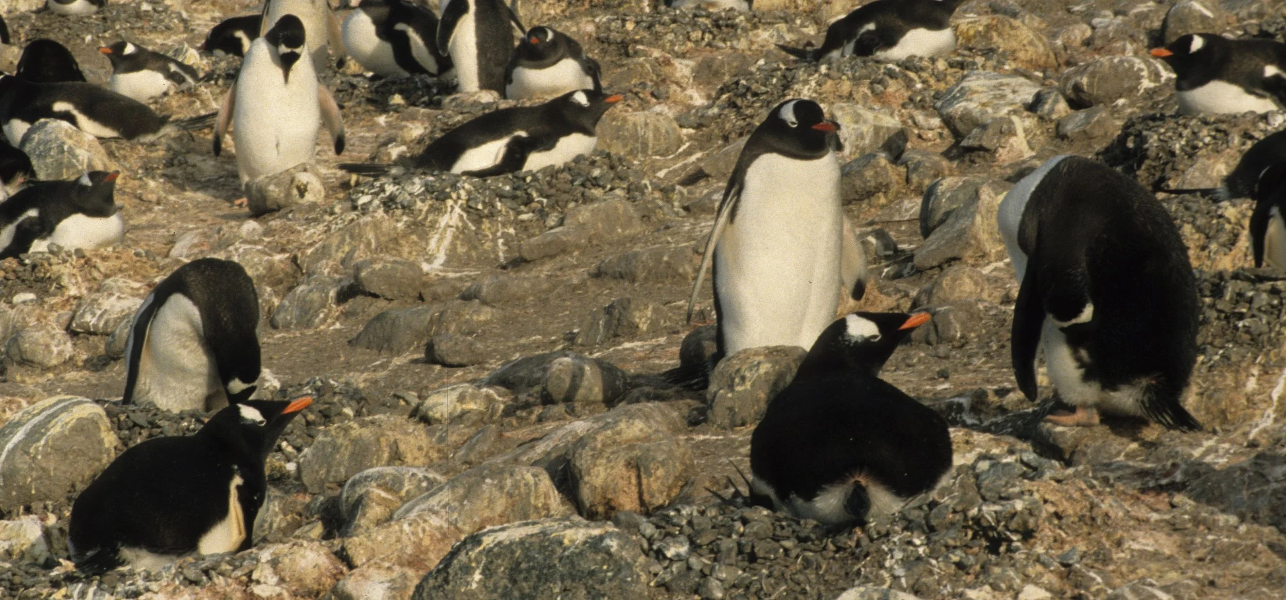 Gentoo Penguin (Pygoscelis papua) Danco Island Antarctic Peninsula (9).jpg