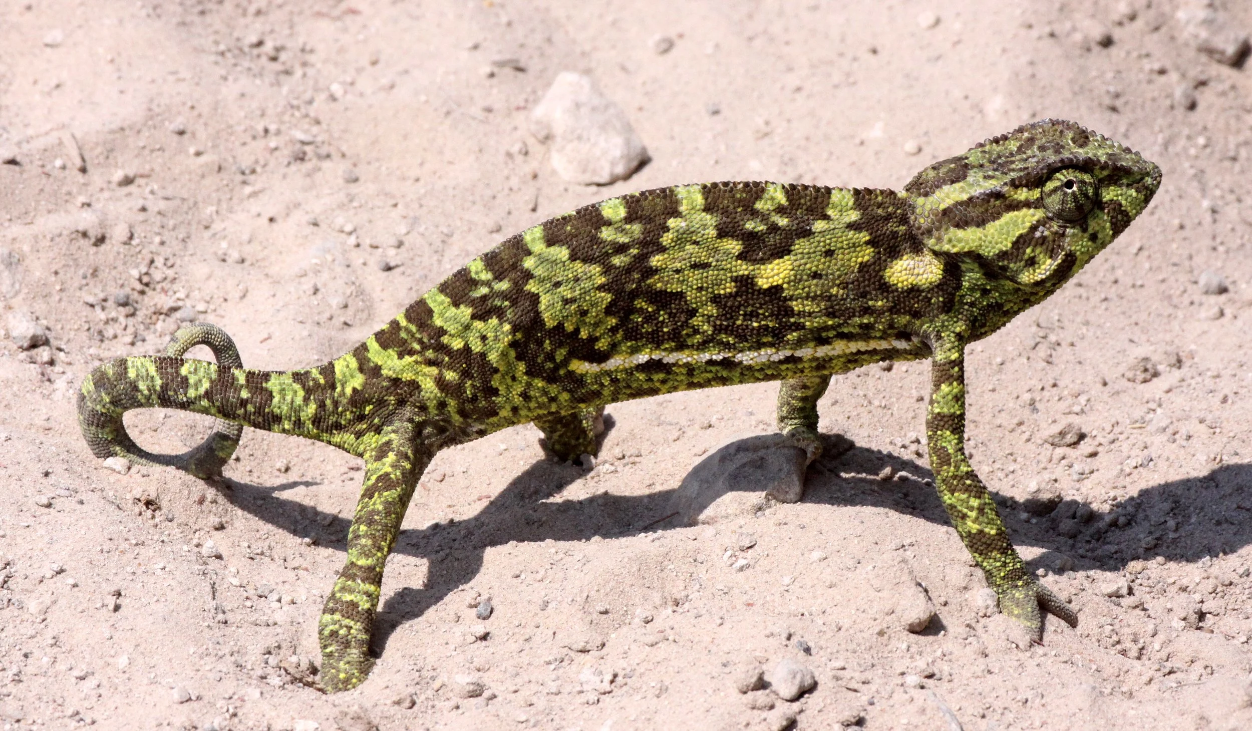 Chamaeleo dilepis - FLAP-NECKED CHAMELEON - NAMIBIA - CAPRIVI STRIP (13).JPG
