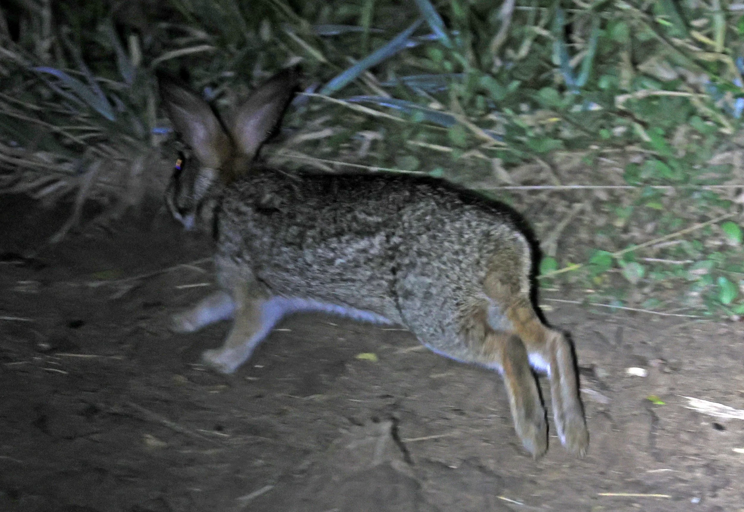 Tapeti (Sylvilagus brasiliensis) Chaco Lodge & Laguna Salada Paraguay (1).jpg