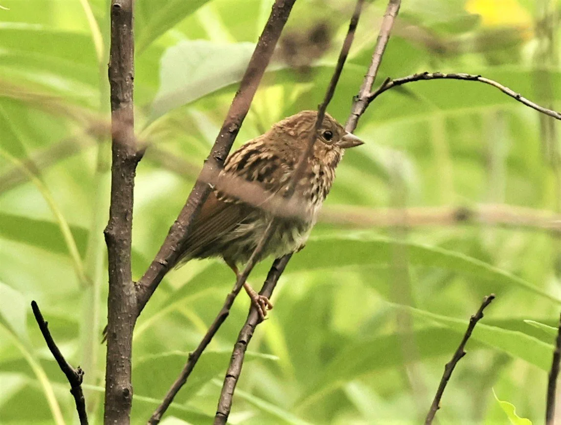 Fox Sparrow (Passerella iliaca) Lincoln Marsh Wheaton Illinois (4).jpg