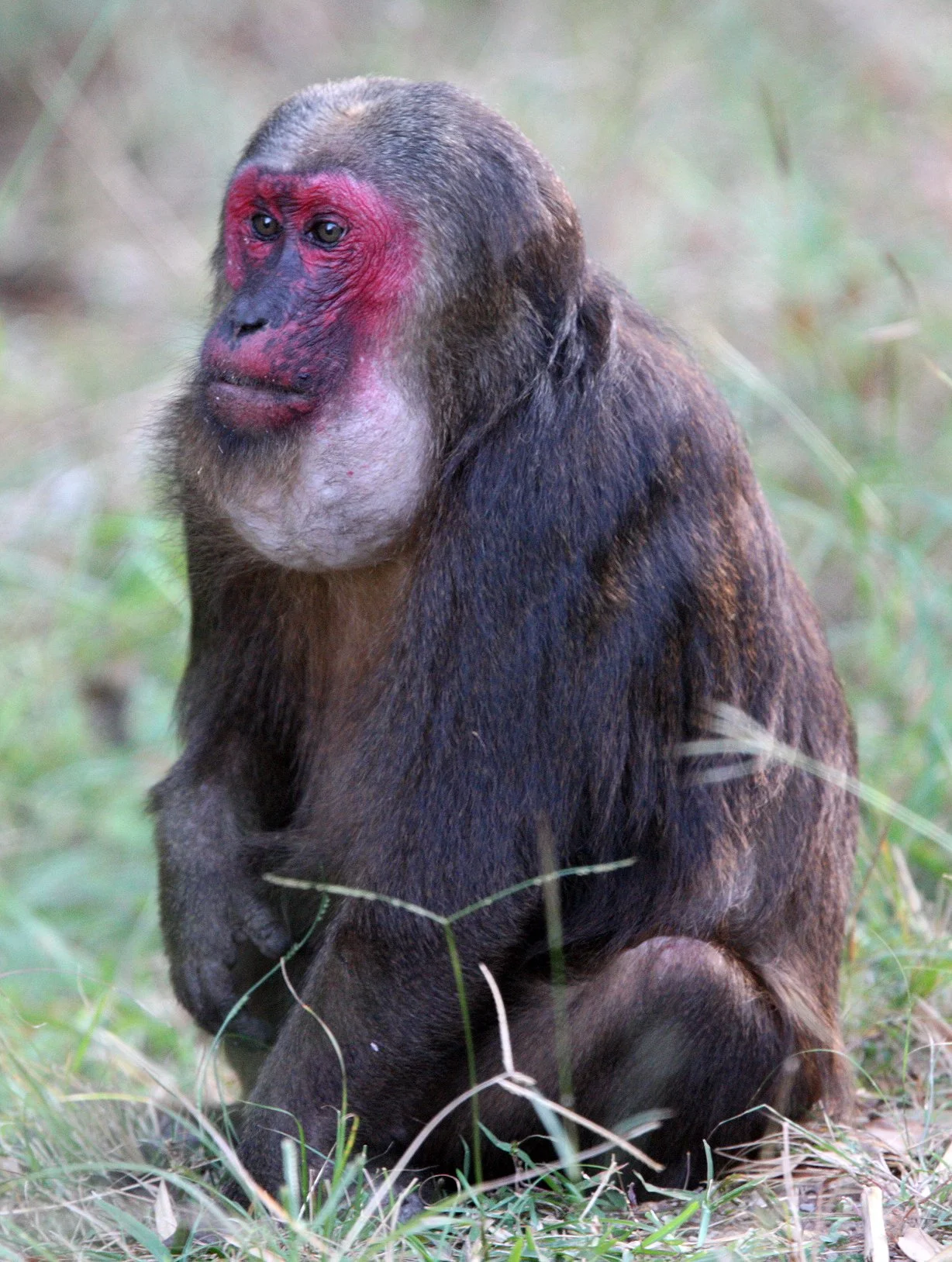 CERCOPITHECIDAE - Macaca arctoides - STUMP-TAILED MACAQUE - PA LA U FALLS KAENG KRACHAN  NP THAILAND  (5).JPG