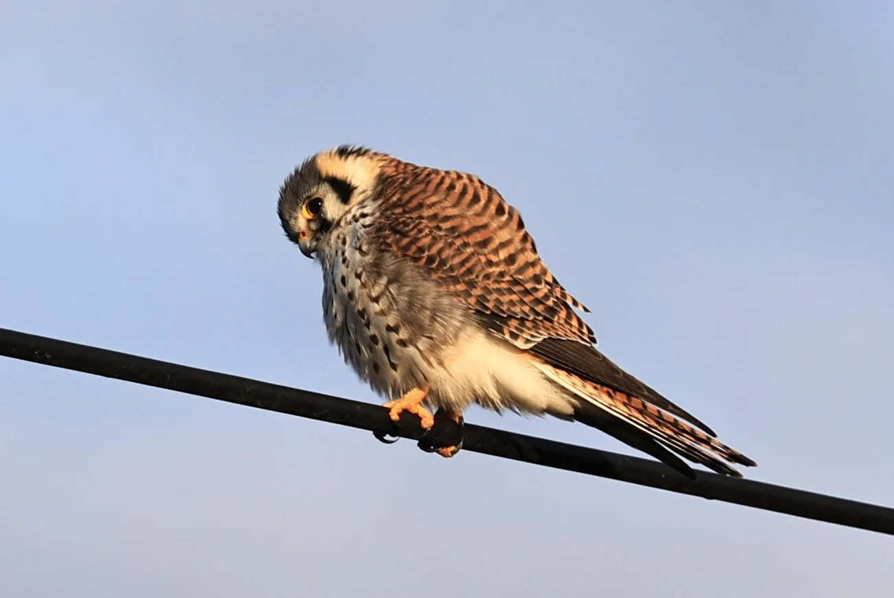 American Kestrel (Falco sparverius) Aurora Chaquena Reserve, Neuland Mennonite Colony Paraguay (19).jpg