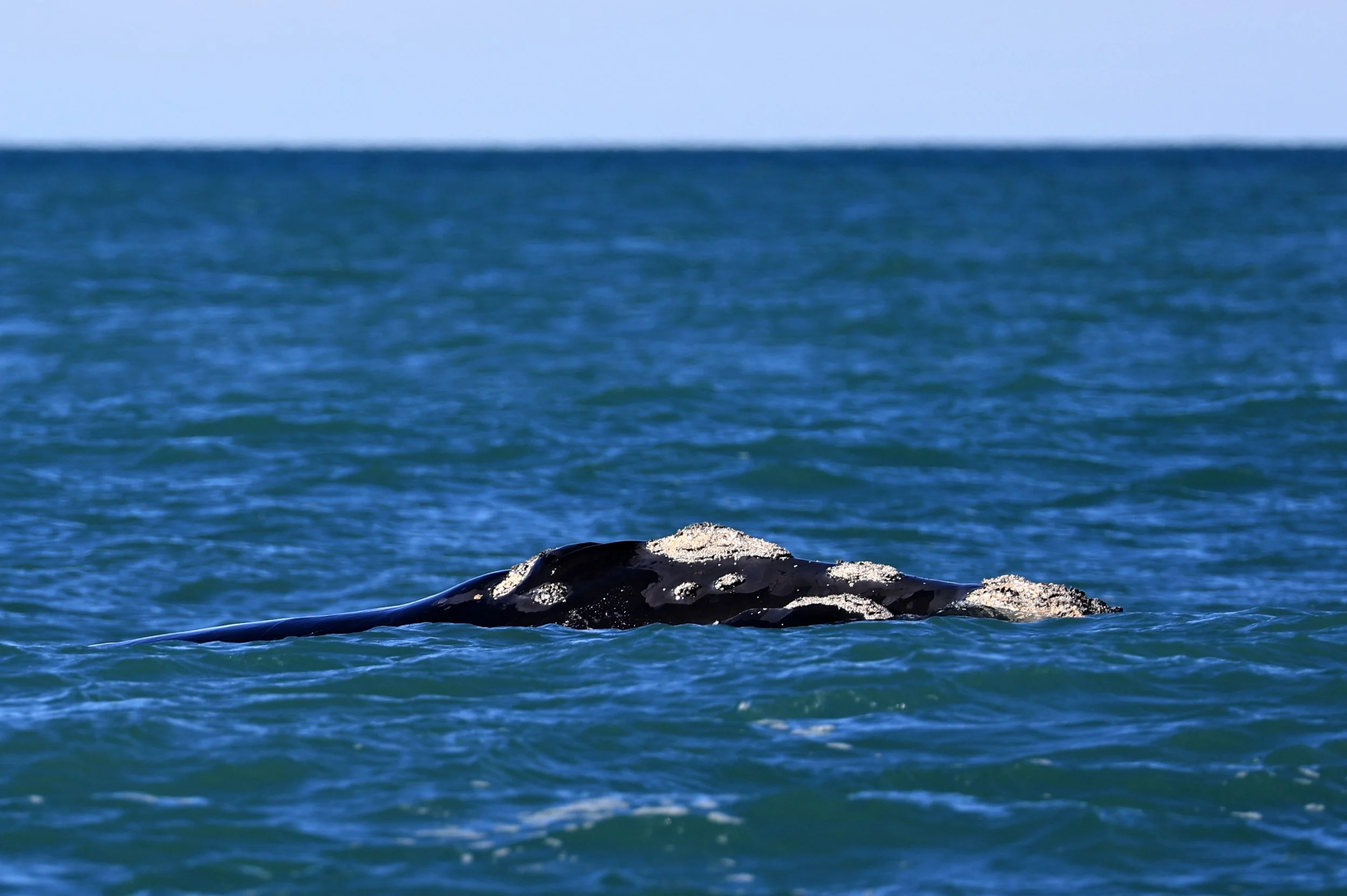Southern Right Whale (Eubalaena australis) Puerto Rawson Argentina (5).jpg