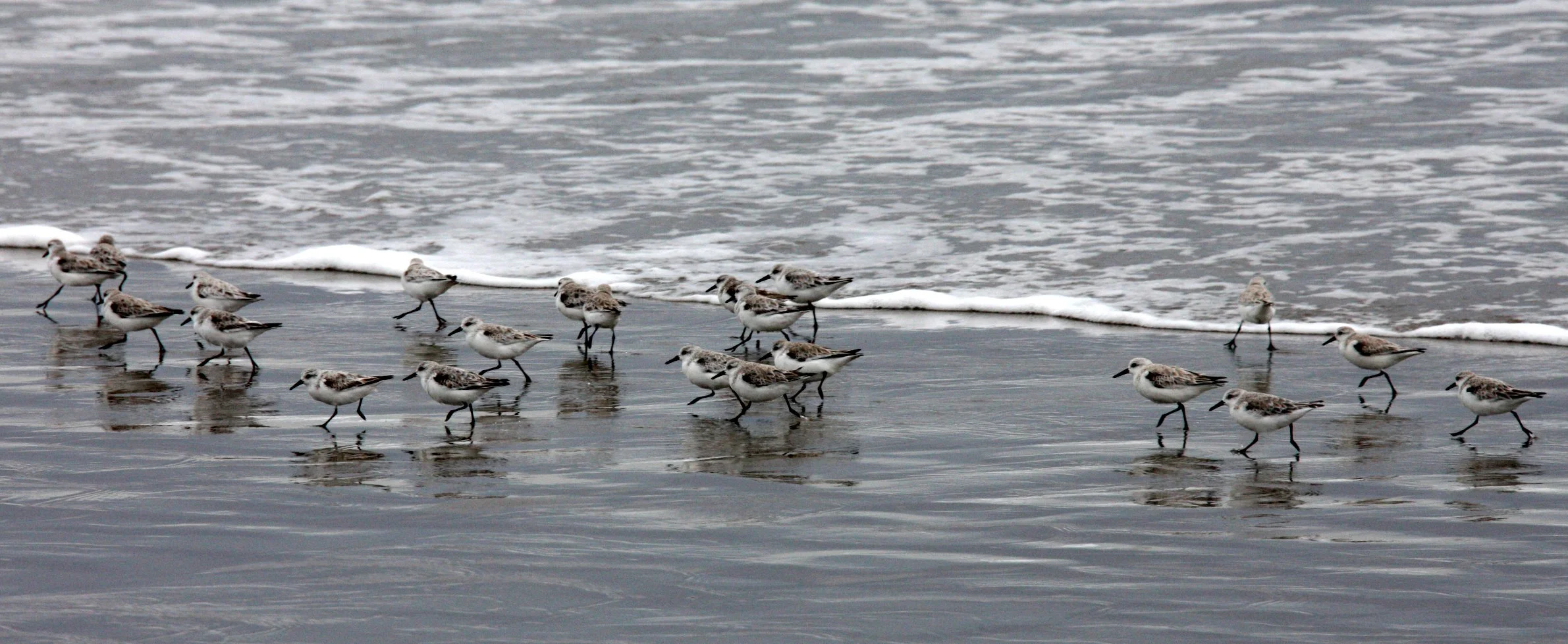 BIRD - SANDERLINGS - SUNSET BEACH STATE BEACH CALIFORNIA (3).JPG