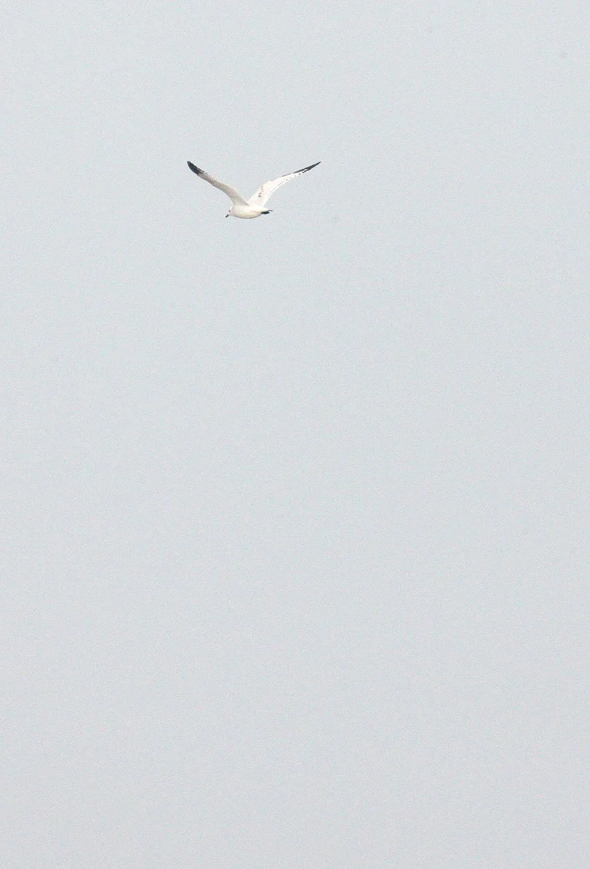 BIRD - GULL - RELICT GULL -  NANKOU, RUDONG, CHINA (2).JPG