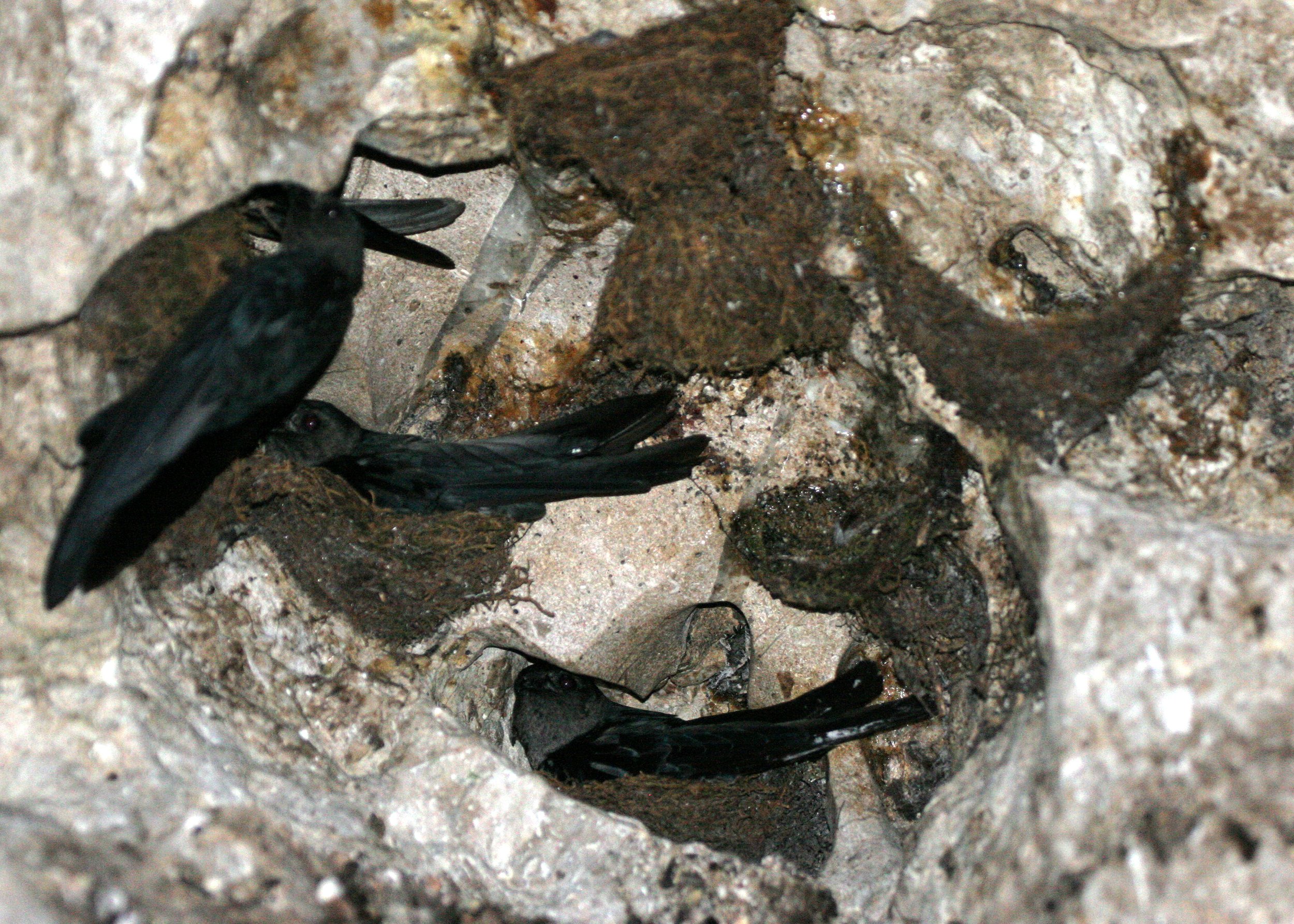 Black-nest Swiftlet (Collocalia maxima) Gamontong Caves Borneo (9).JPG