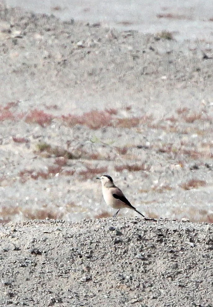 BIRD - JAY - MONGOLIAN GROUND JAY - GOBI-TYPE DESERT BETWEEN GOLMUD AND DULAN (1).JPG