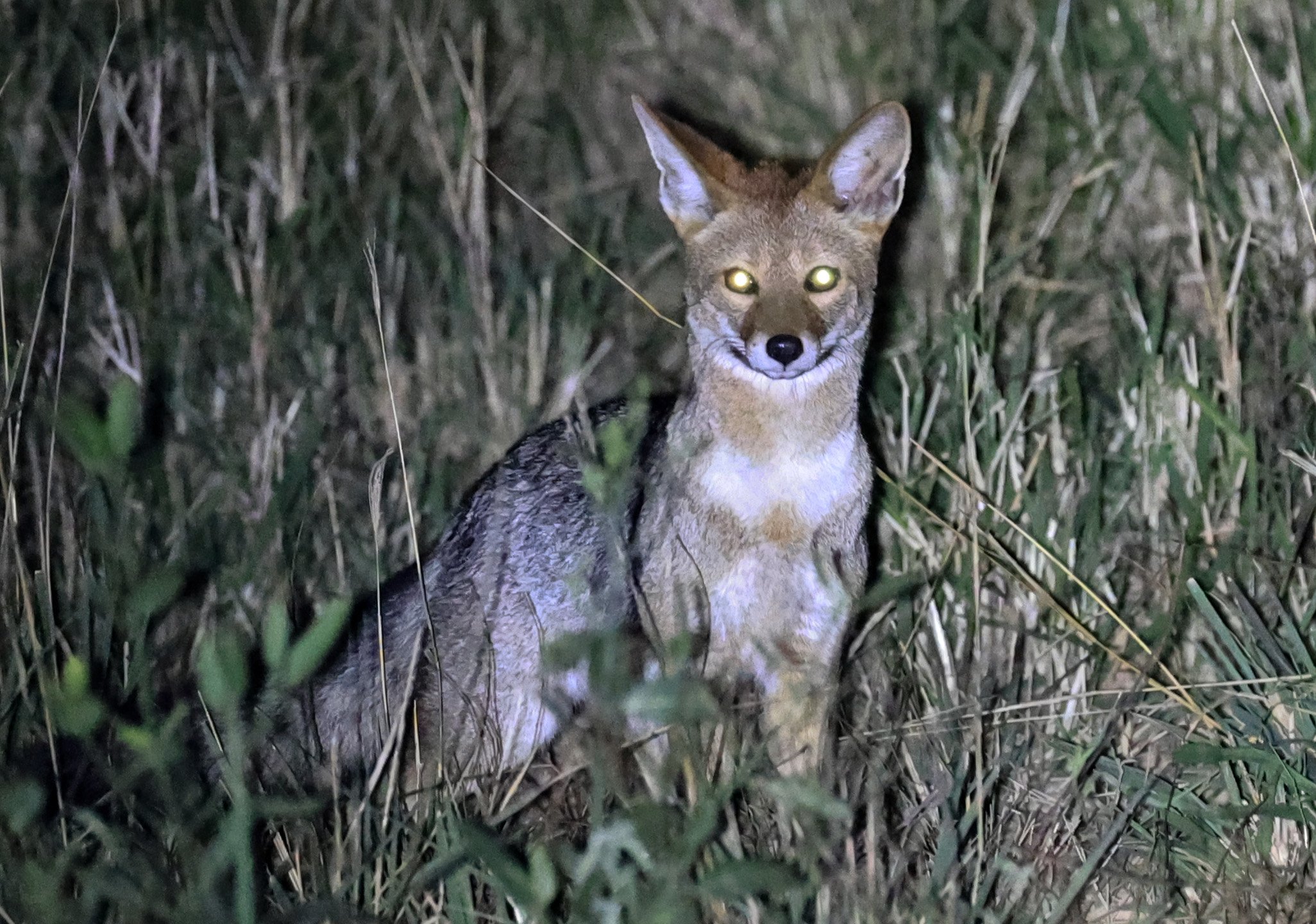 Pampas fox (Lycalopex gymnocercus) Hotel Campestre Iparoma Paraguay  (8).jpg