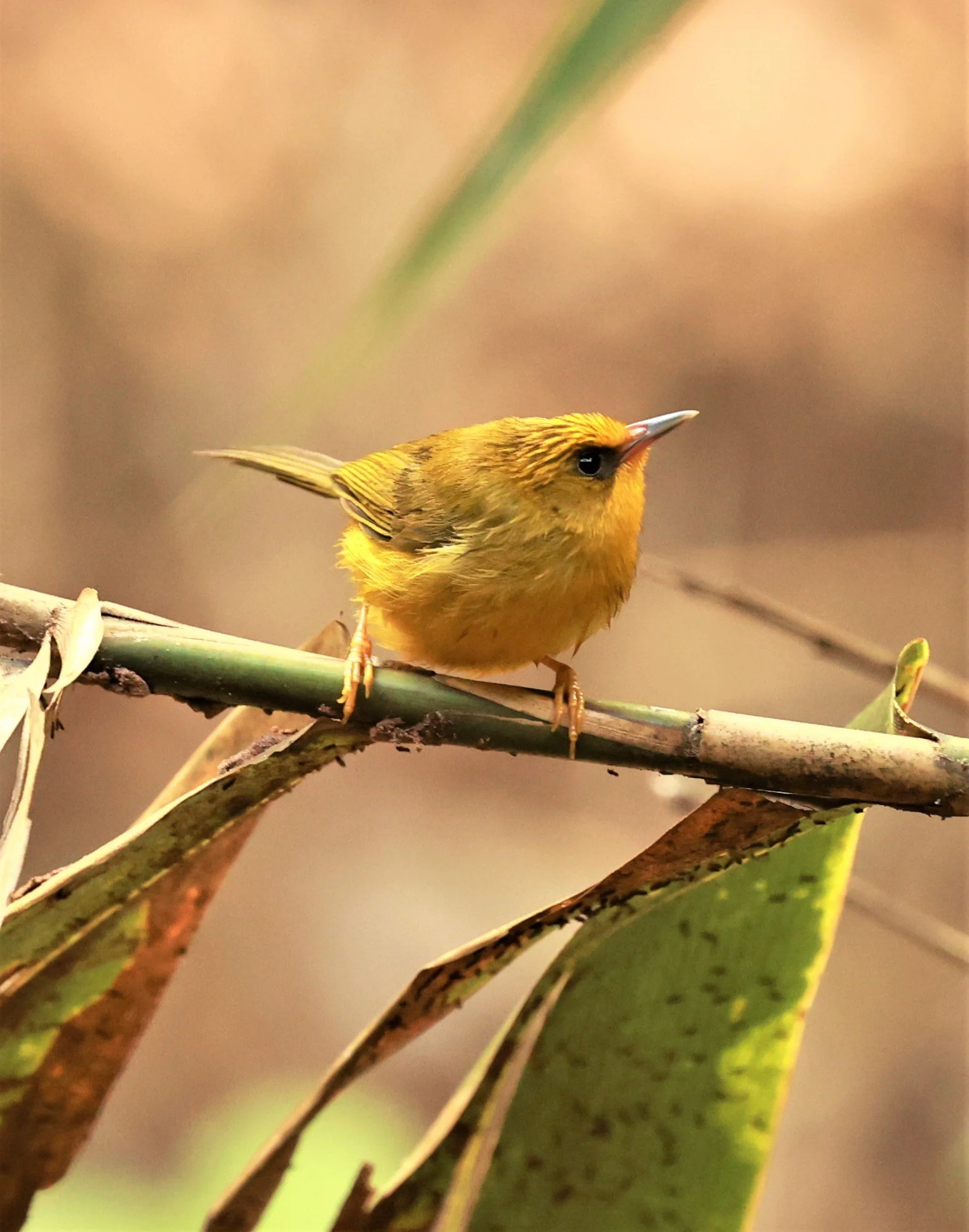 BABBLER - GOLDEN BABBLER  - Cyanoderma chrysaeum - PHU SUAN SAI NATIONAL PARK LOEI PROVINCE (15).jpg