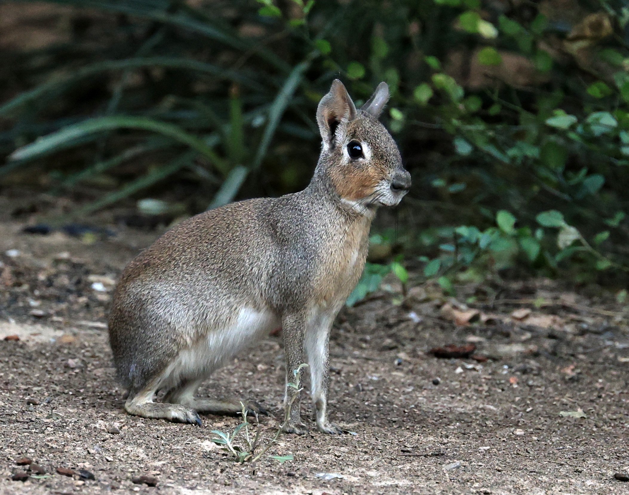 Chacoan Mara (Dolichotis salinicola) Hotel Campestre Iparoma Paraguay (35).jpg