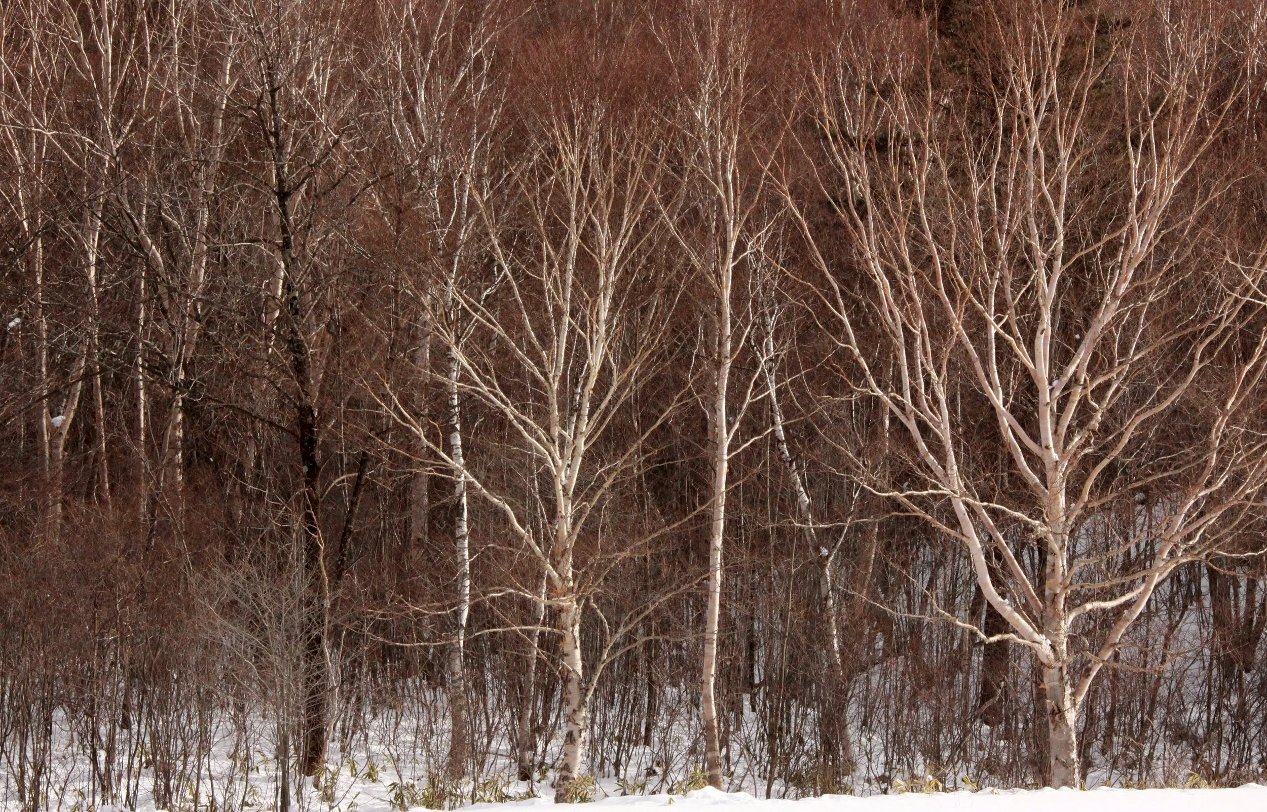 MOUNT ASAMA - JOSHIN'ETSUKOGEN NATIONAL PARK JAPAN (31).JPG
