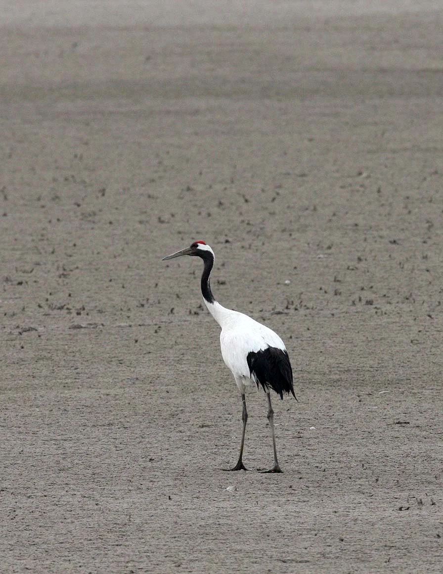 BIRD - CRANE - RED-CROWNED JAPANESE CRANE  - YANCHENG CHINA (12).JPG
