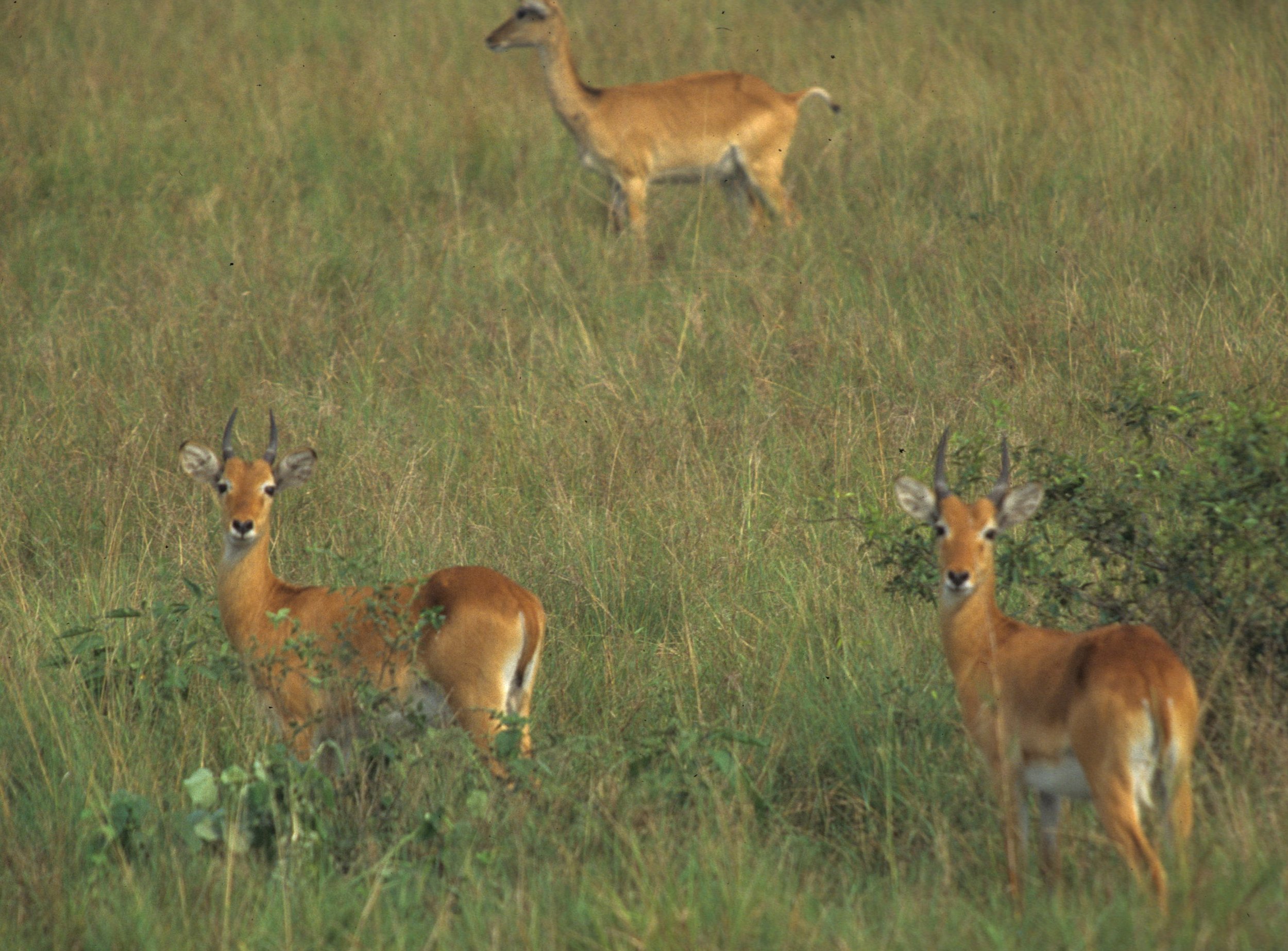 BOVID - ORIBI - UGANDA QE NP (11).jpg