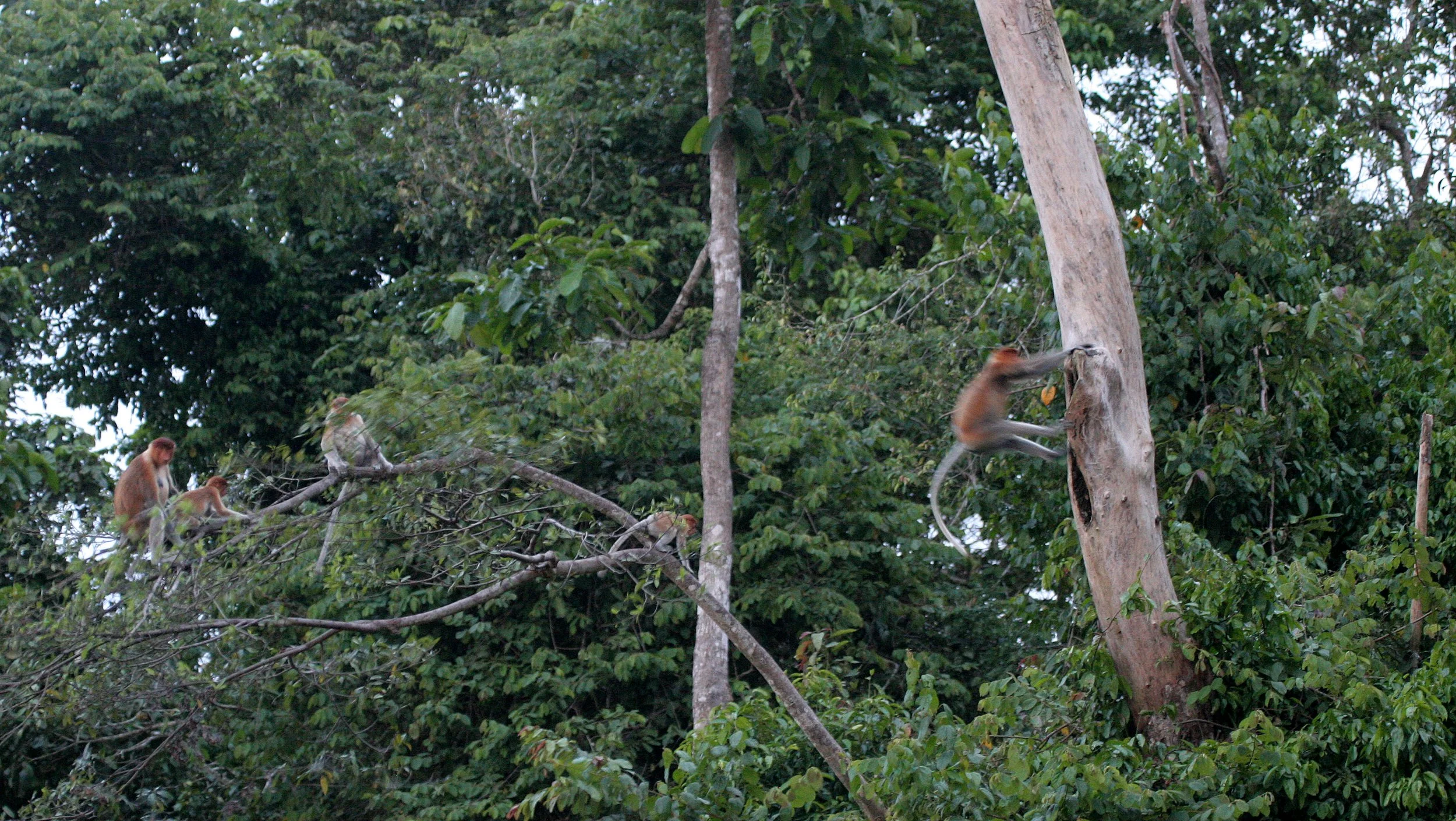 CERCOPITHECIDAE - Nasalis larvatus - PROBOSCIS MONKEY - KINABATANGAN RIVER BORNEO  (39).JPG