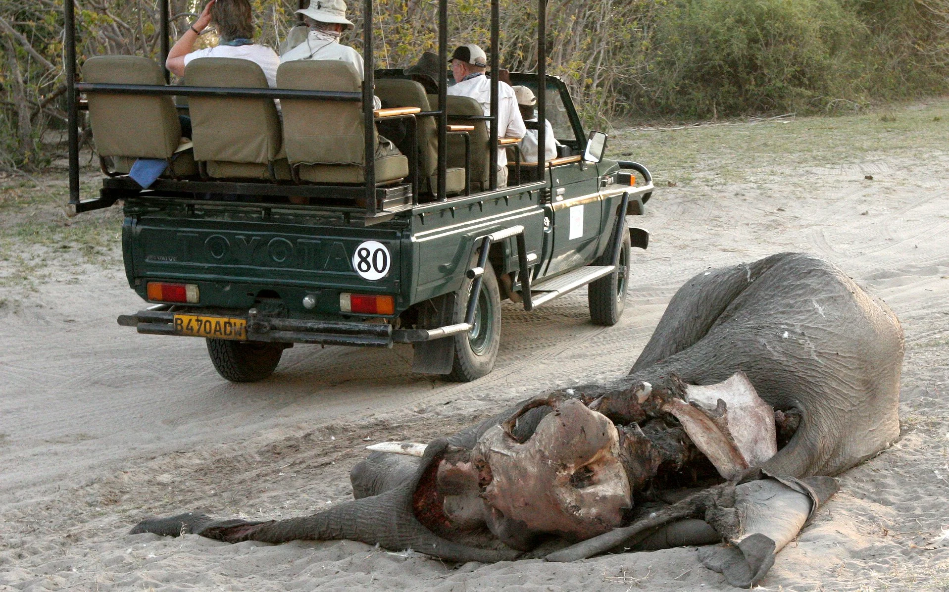 BOTSWANA - CHOBE NATIONAL PARK - ELEPHANT KILL.JPG
