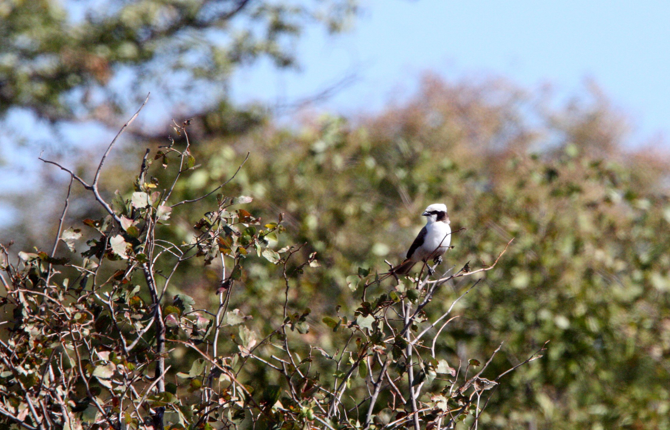 Southern White-crowned Shrike (Eurocephalus anguitimens) Chobe NP Botswana (1).JPG