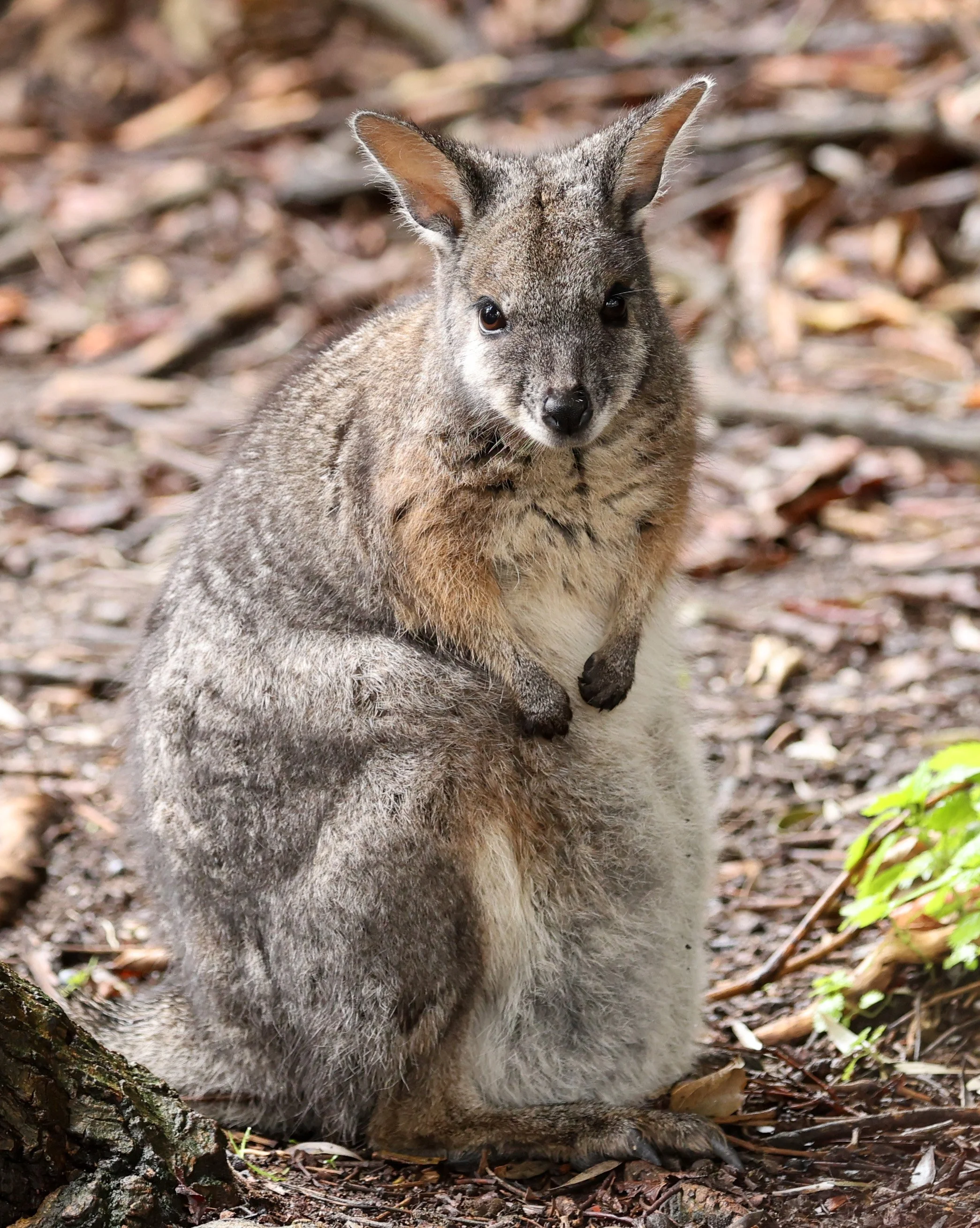 Tammar Wallaby (Notamacropus eugenii eugenii) Hanson Bay Kangaroo Island - South Australia