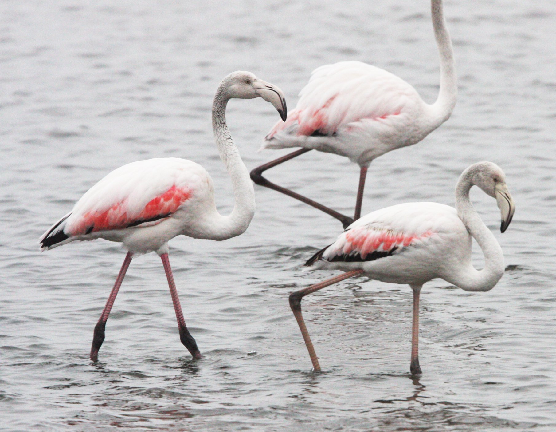 Phoenicopterus roseus - Greater Flamingo - Walvis Bay Namibia (25).JPG