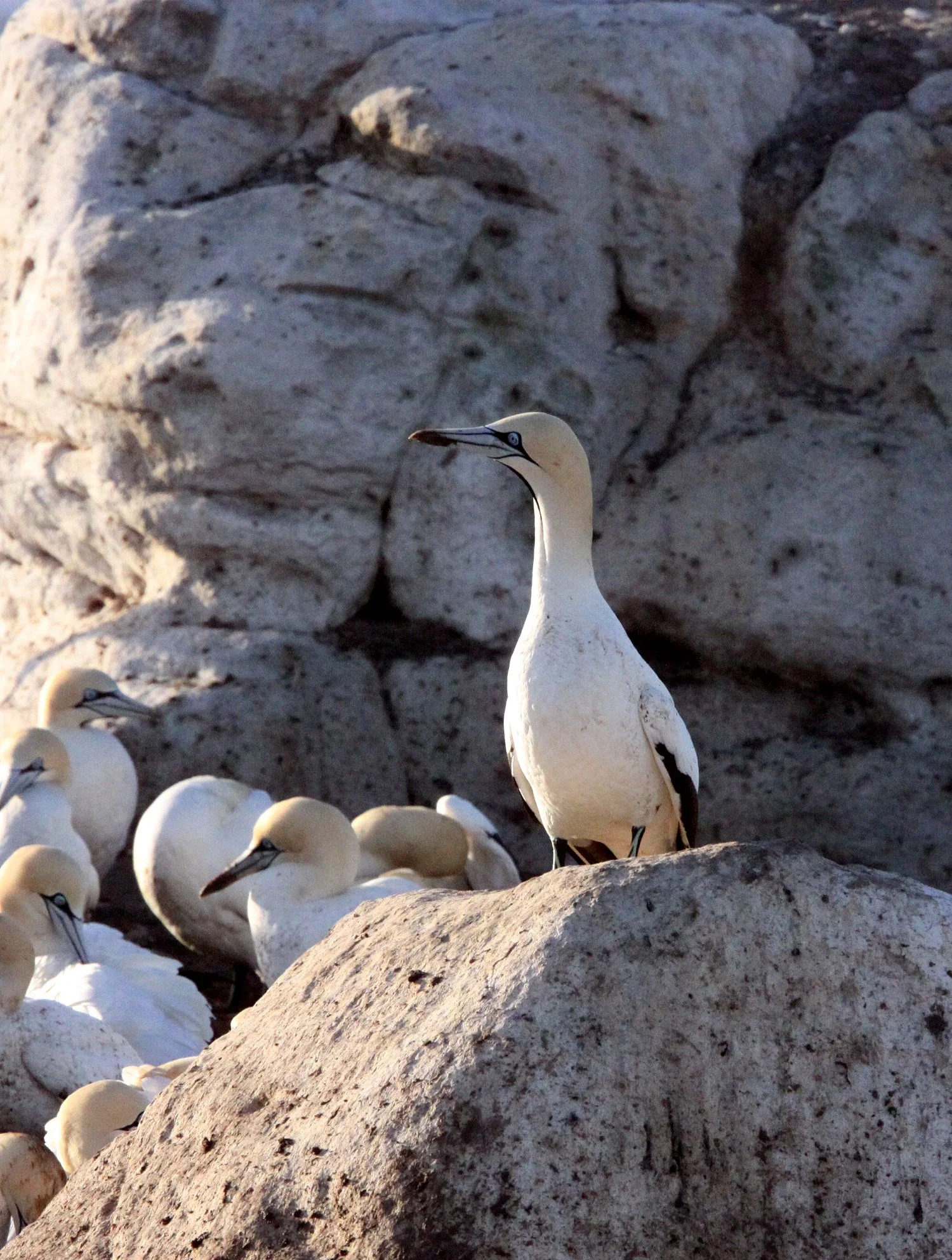 Cape gannet (Morus capensis) Lambert's Bay South Africa (16).JPG