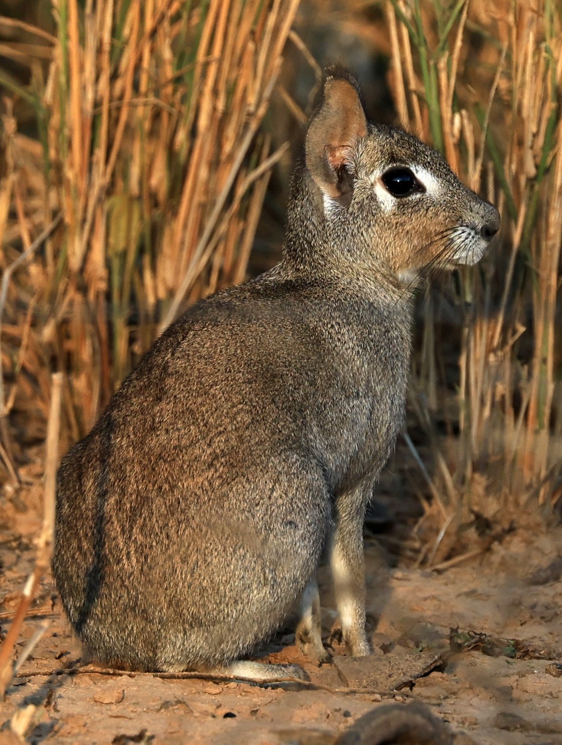 Chacoan Mara (Dolichotis salinicola) Aurora Chaquena Reserve, Neuland Mennonite Colony Paraguay (30).jpg