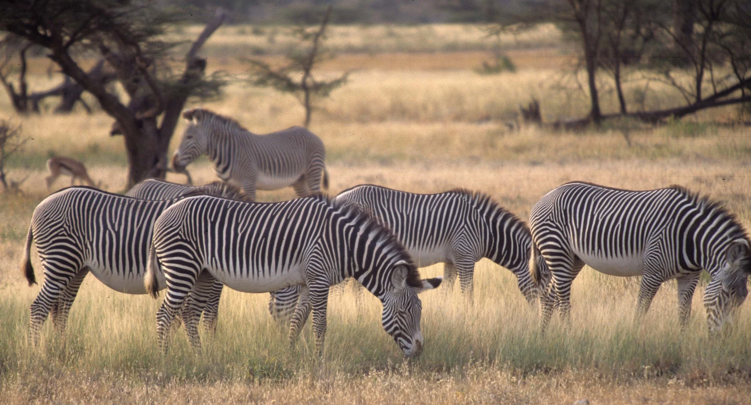 EQUIN - ZEBRA-GREVYS-SHABA (5).jpg