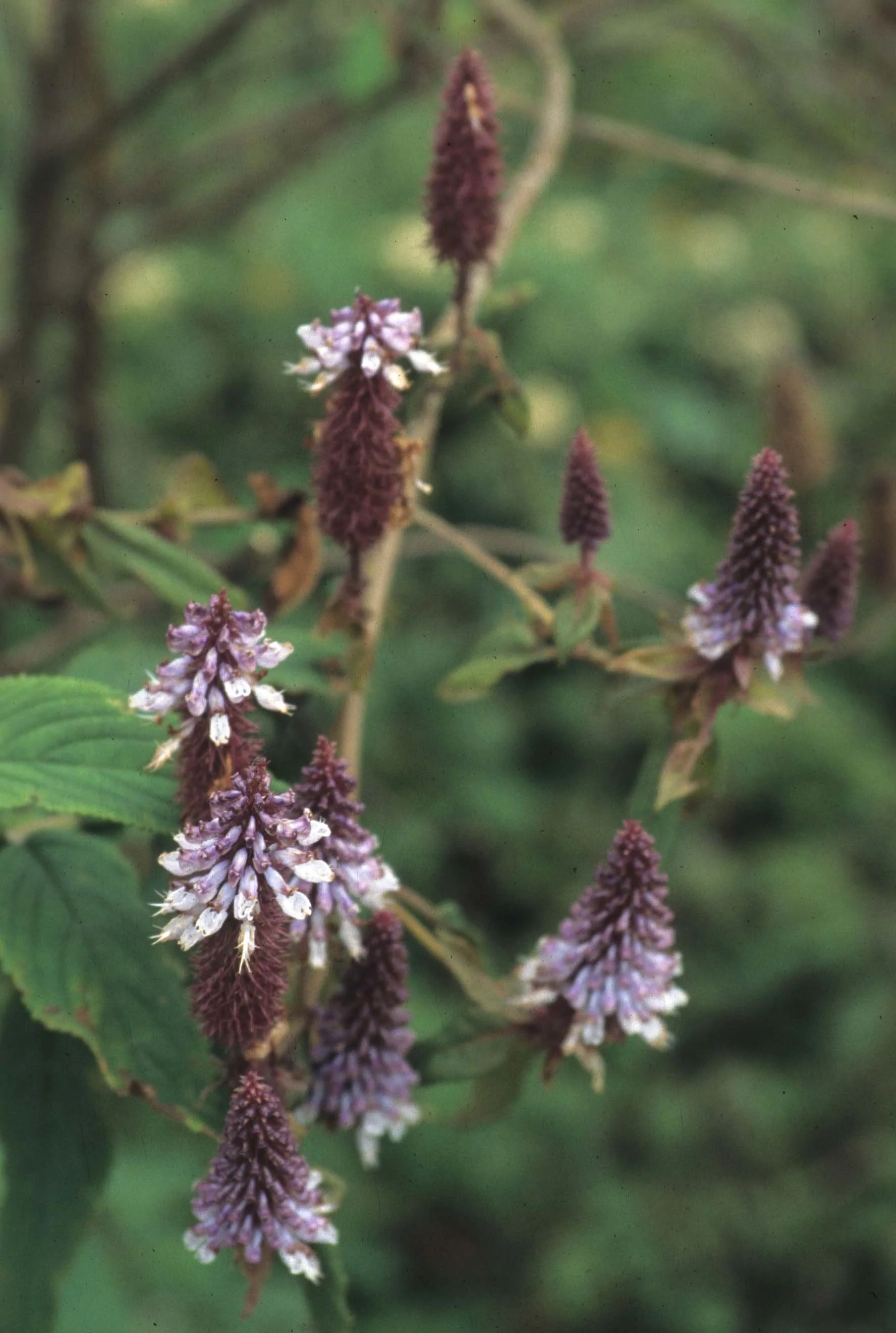 RWANDA - PLANTS - MINT.jpg