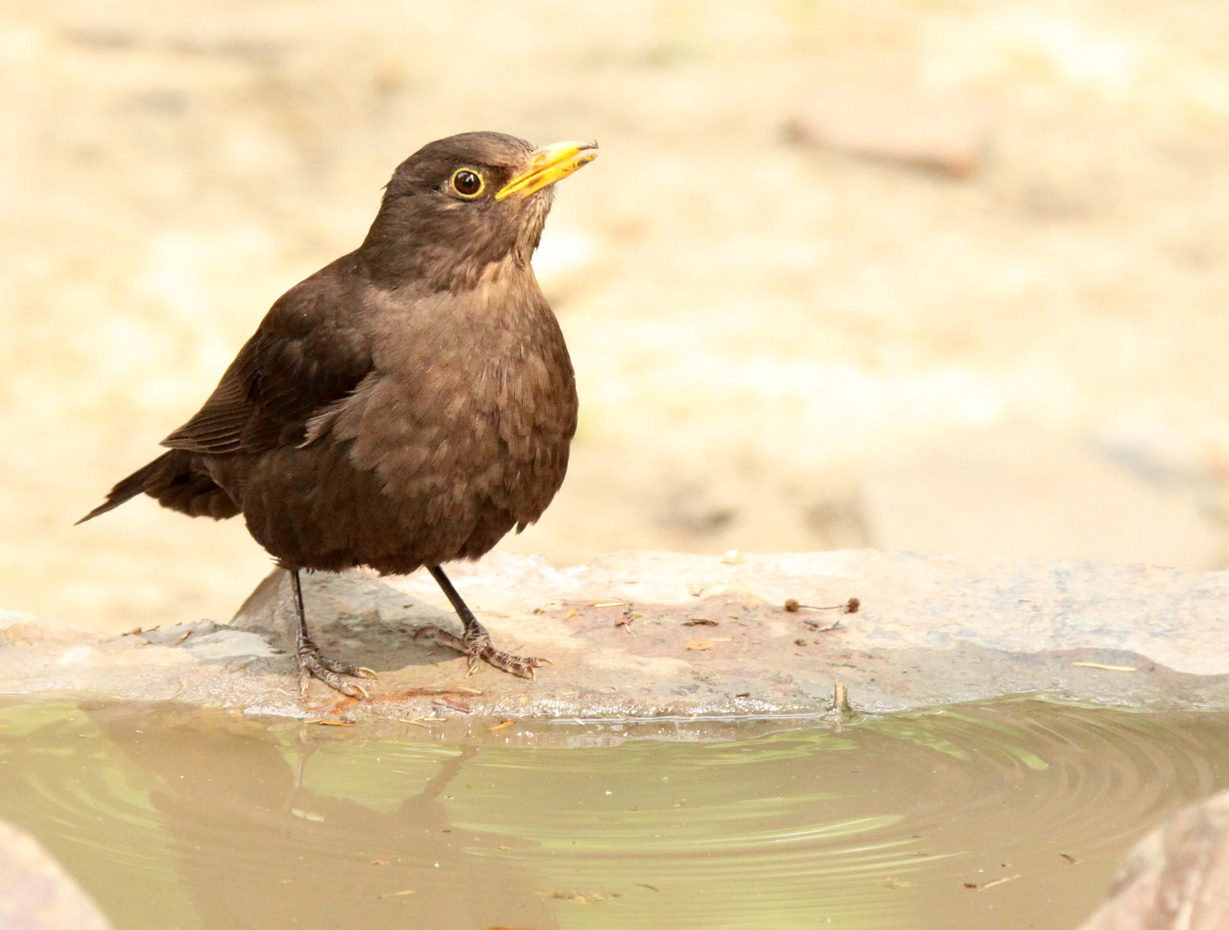 Eurasian Blackbird (Turdus merula mandarinus) Shanghai Zoo (1).JPG