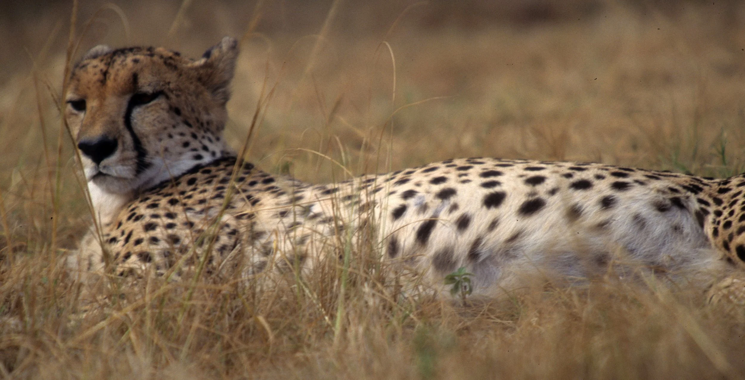 FELID - CHEETAH - KRUGER (16).jpg