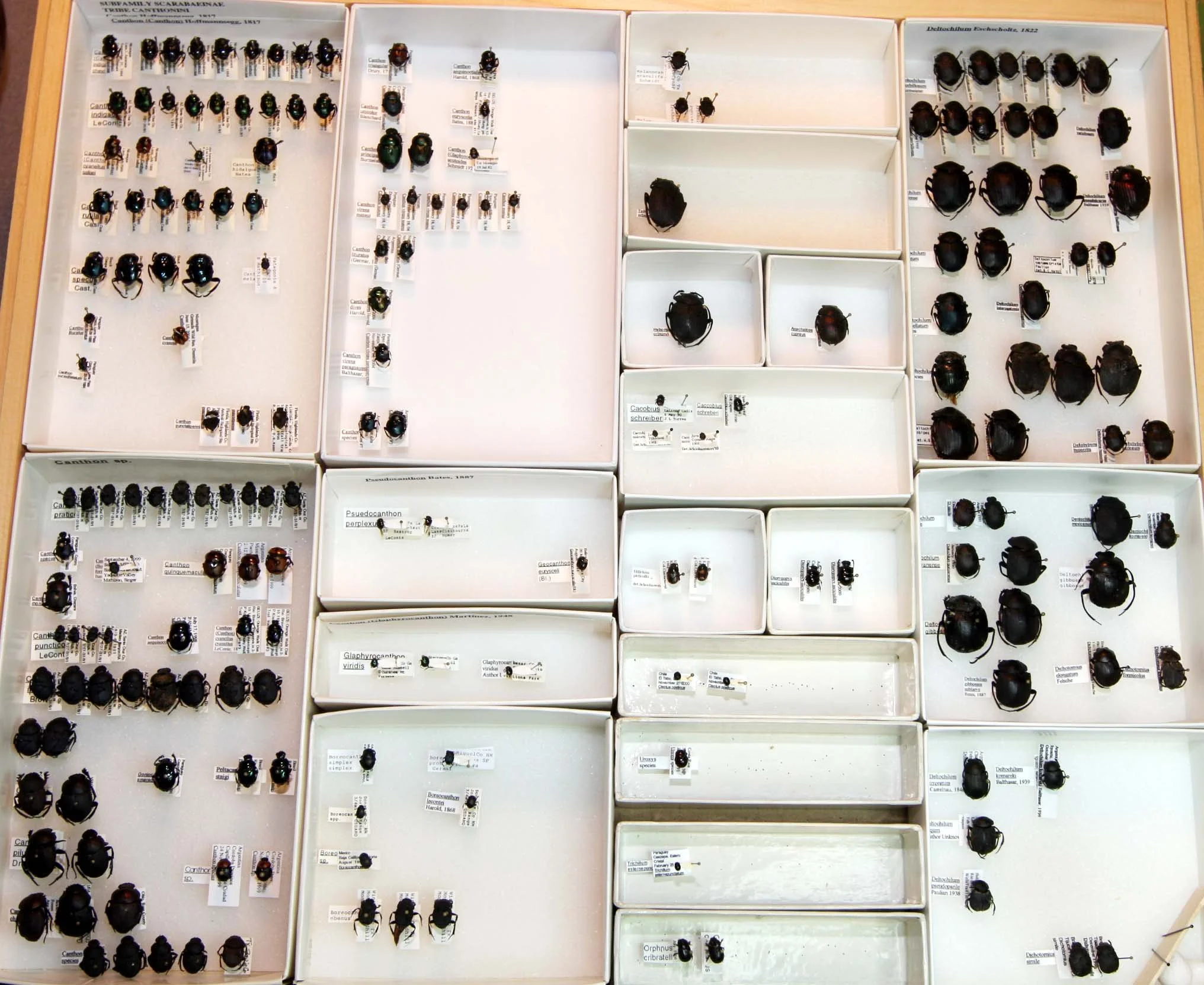 2 Scarabaeinae - Canthonini.JPG