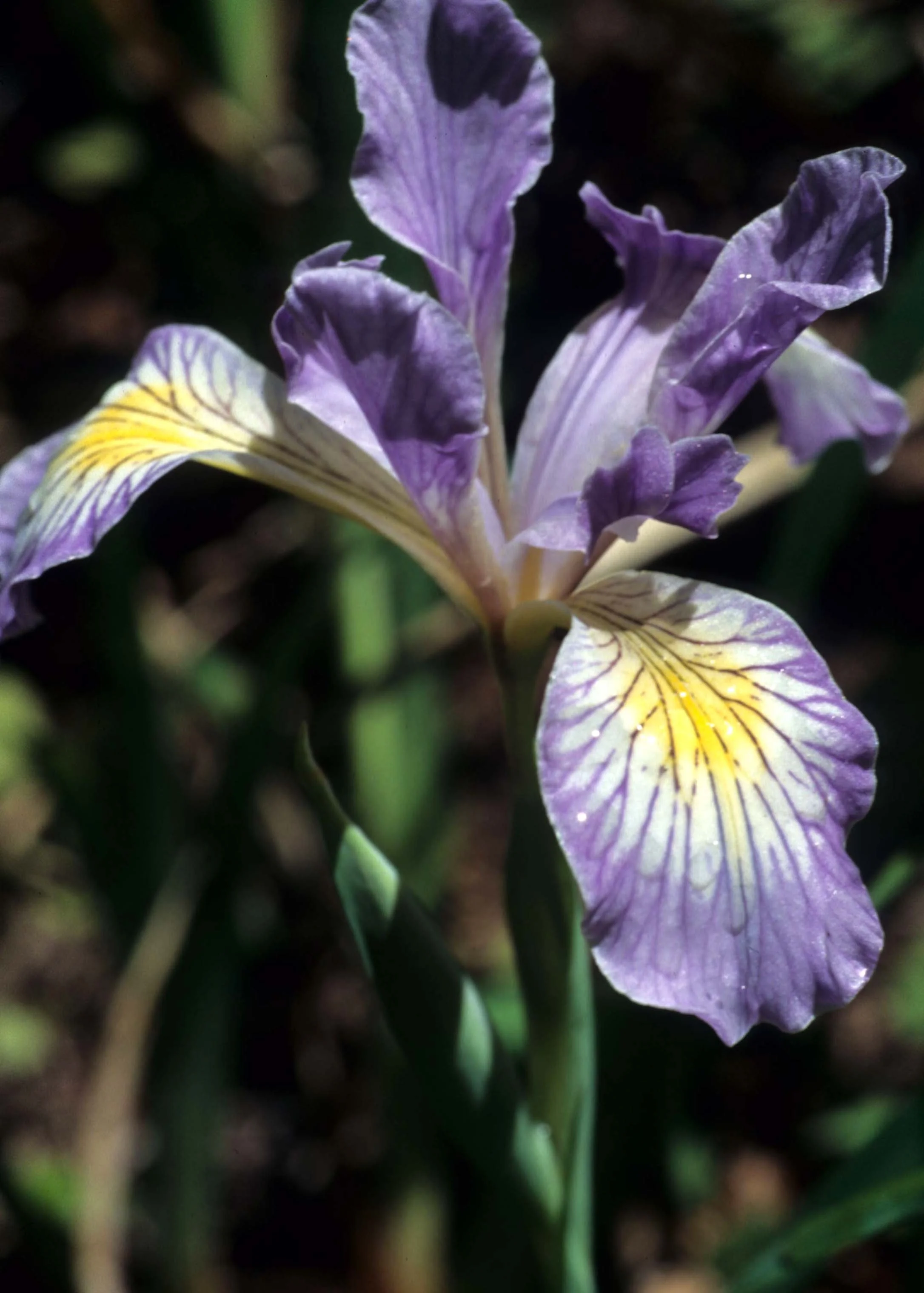 CALIFORNIA - REDWOODS NP - LILIACEAE - IRIS DOUGLASII (6).jpg
