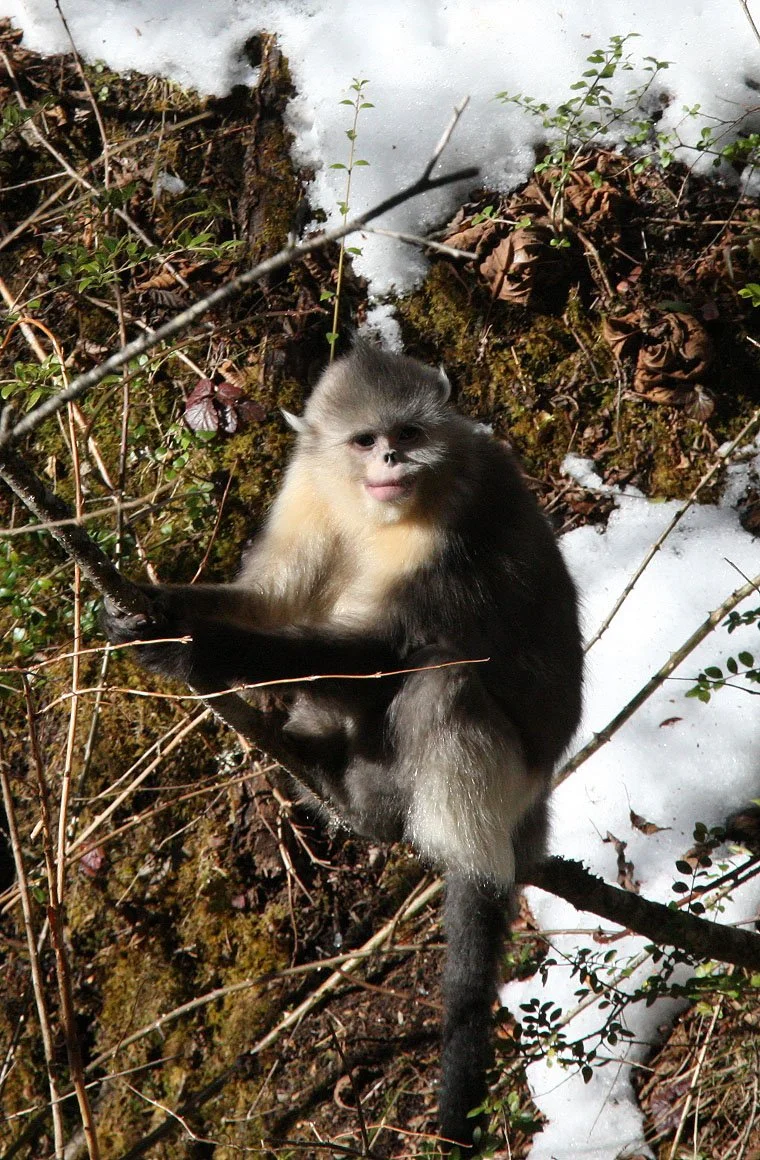 Rhinopithecus bieti Yunnan Snub-nosed Monkey — Coke Smith Wildlife