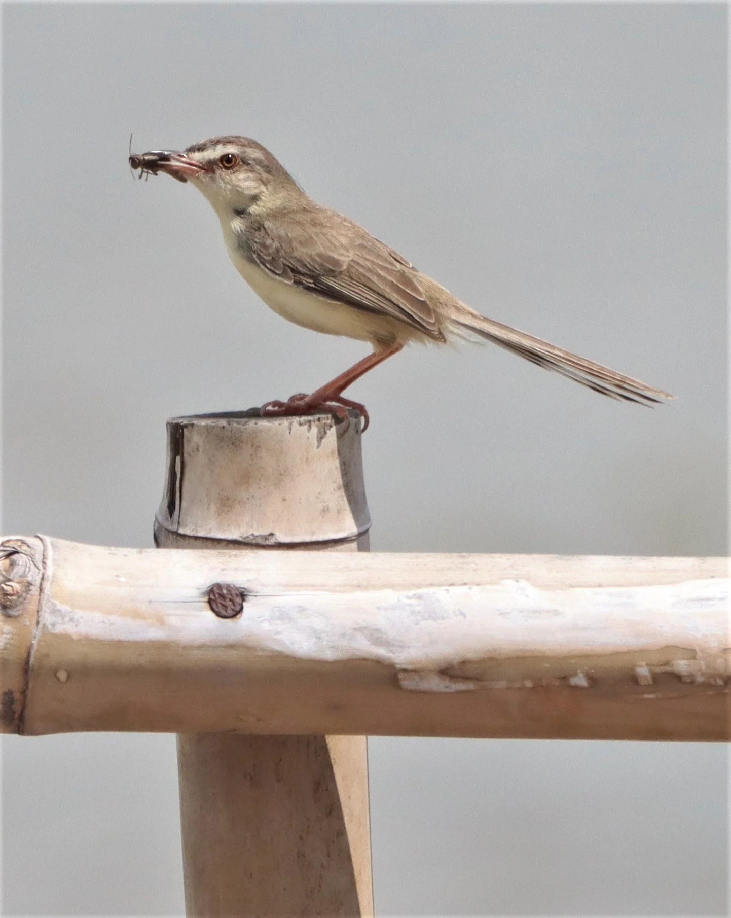 PRINIA - PLAIN PRINIA - Prinia inornata - BURIRAM HUAI CHORAKHE MAK (2).jpg