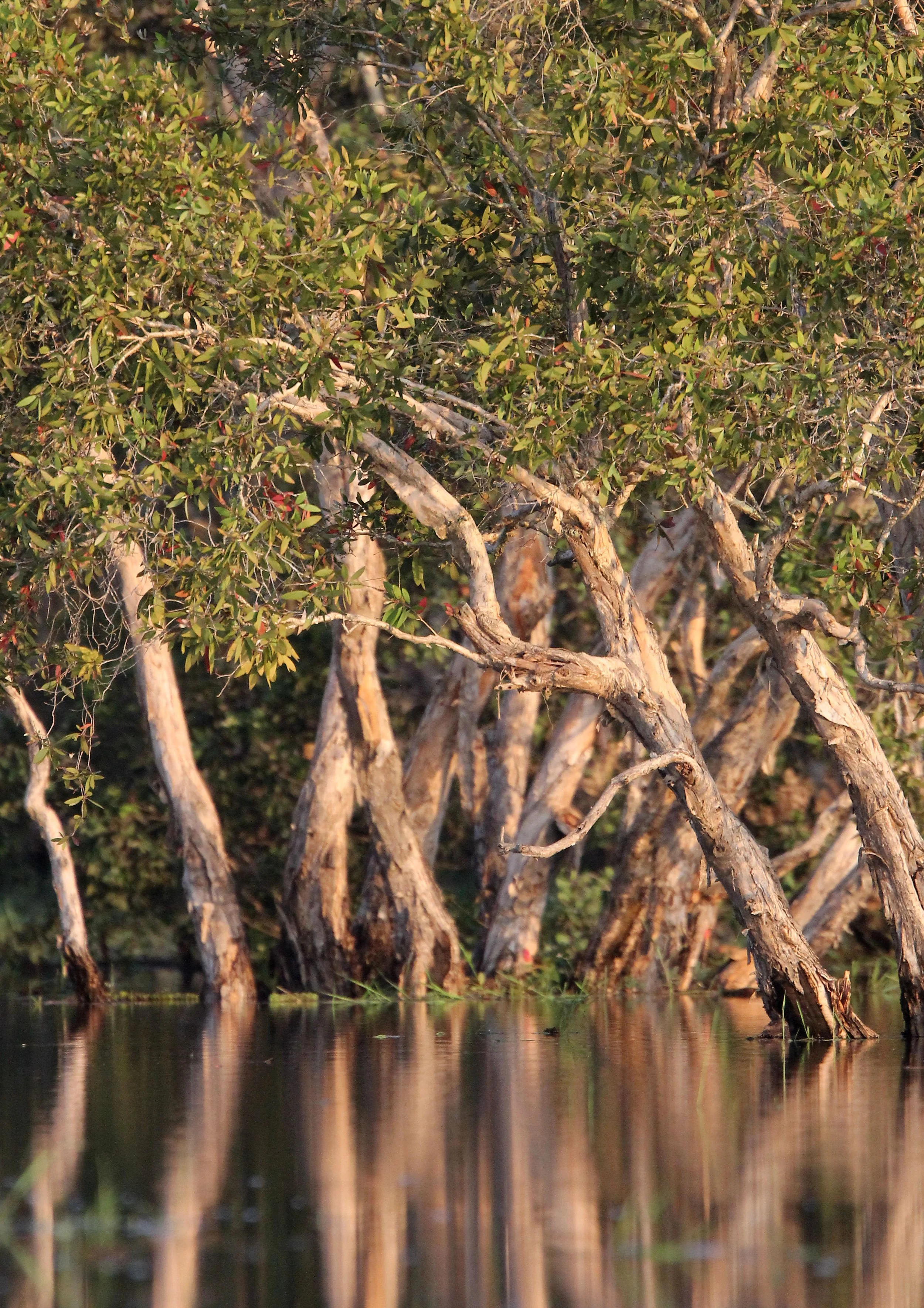 2018 Thale Noi Bird Sanctuary Patthalung (36).JPG