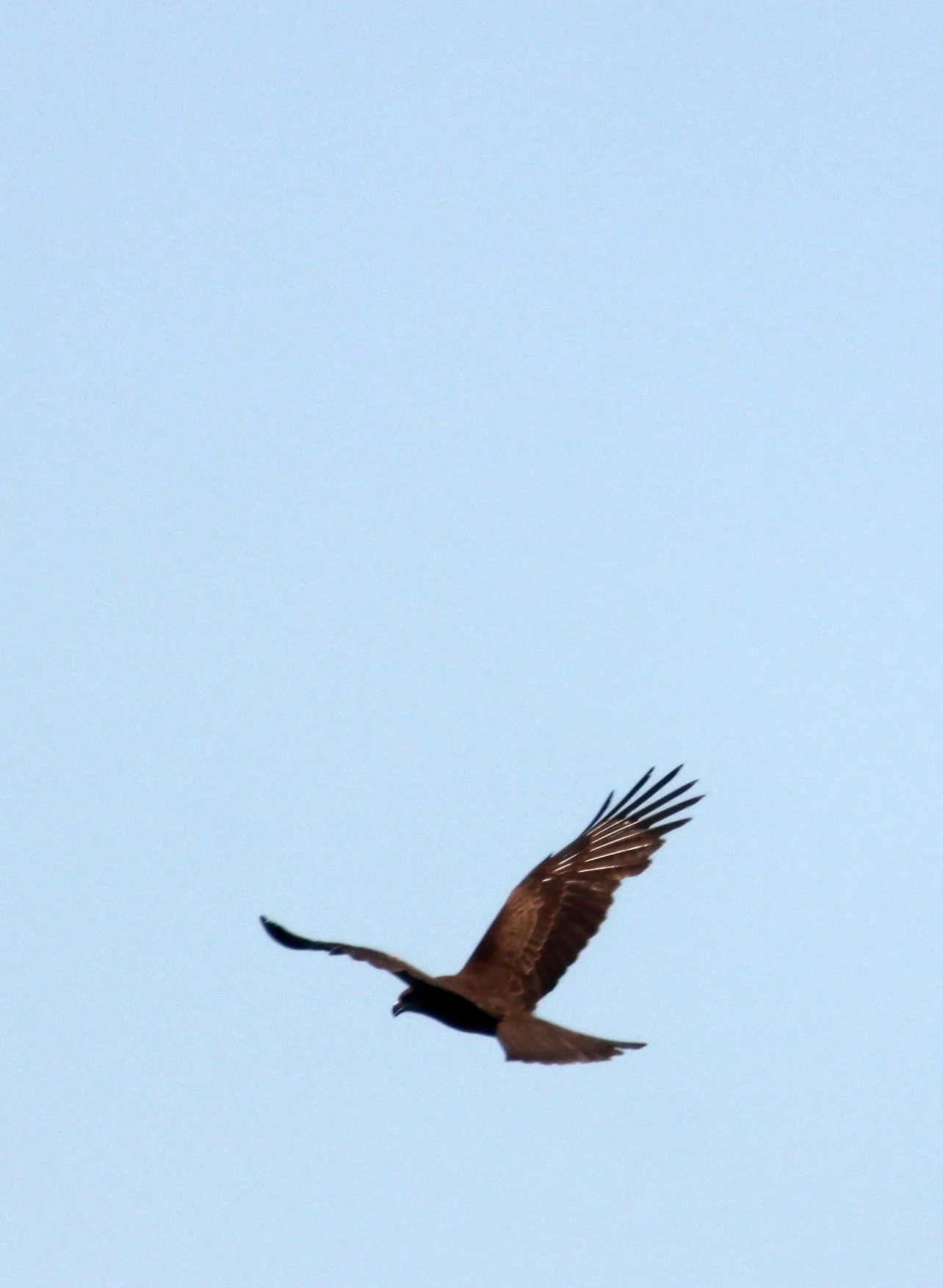 Milvus migrans lineatus - BLACK-EARED KITE - MAI PO WETLANDS HONG KONG (3).JPG