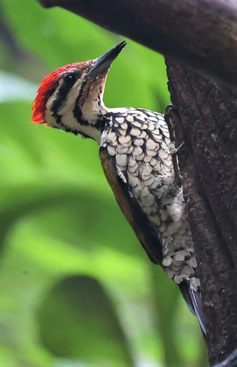WOODPECKER - COMMON FLAMEBACK - Dinopium javenense - BAAN MAKA RESORT PETCHABURI PROVINCE (14).jpg