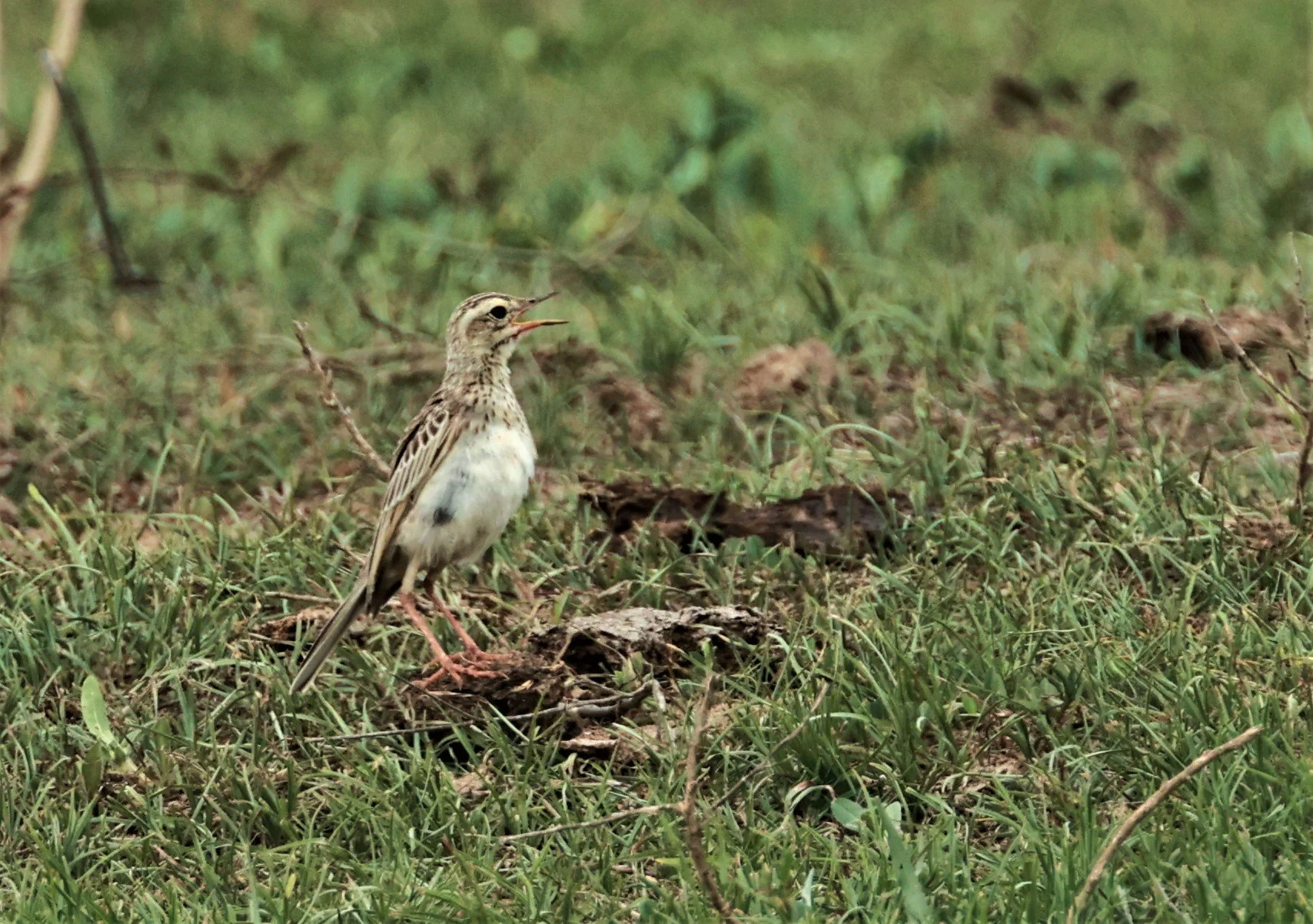 Paddyfield Pipit (Anthus rufulus) PHU PLU SCRUBLANDS PETBURI (1).jpg