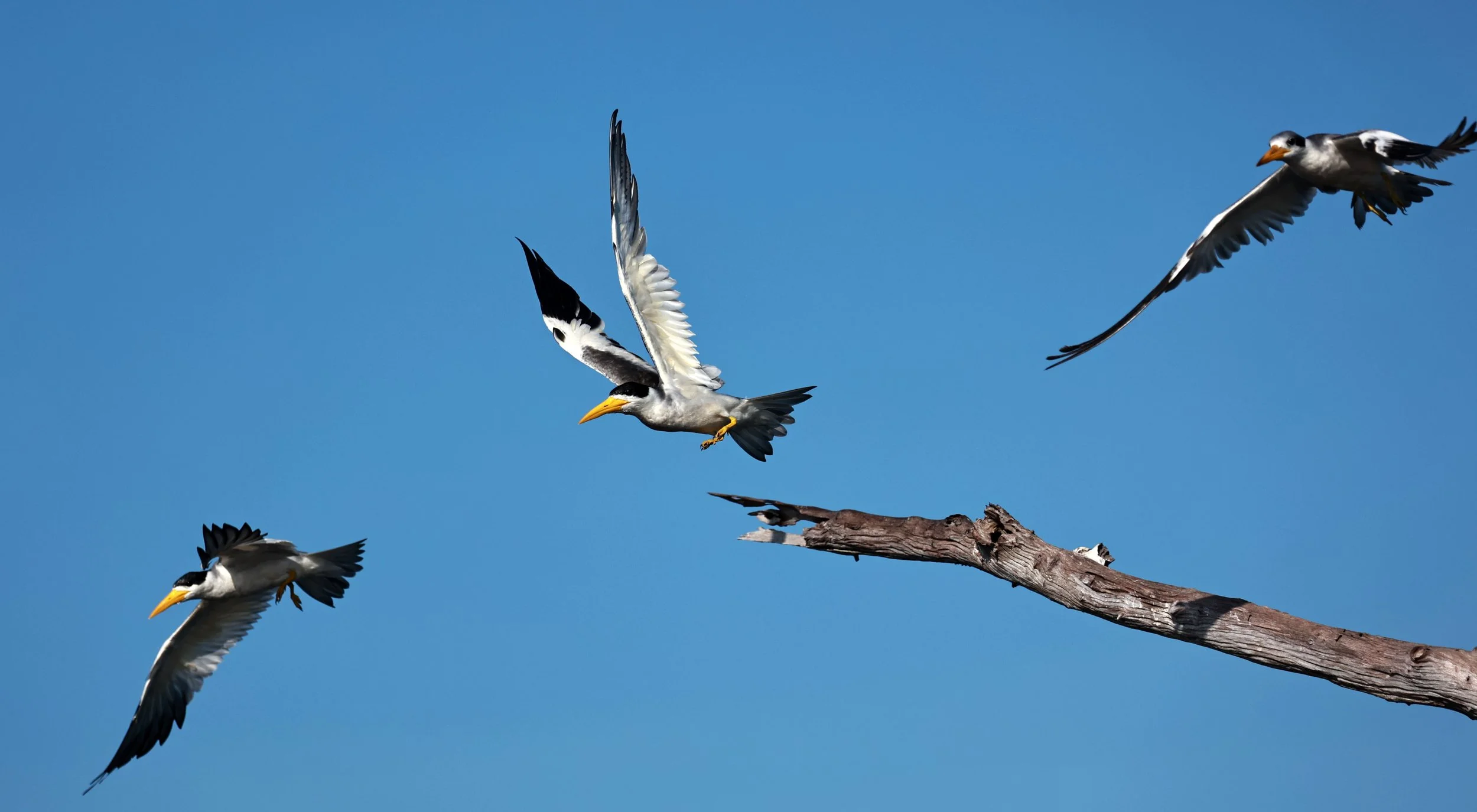 Tern - Large-billed Tern - Phaetusa simplex - Ariau River & Rio Negro Region Southwest of Manaus (33).jpg