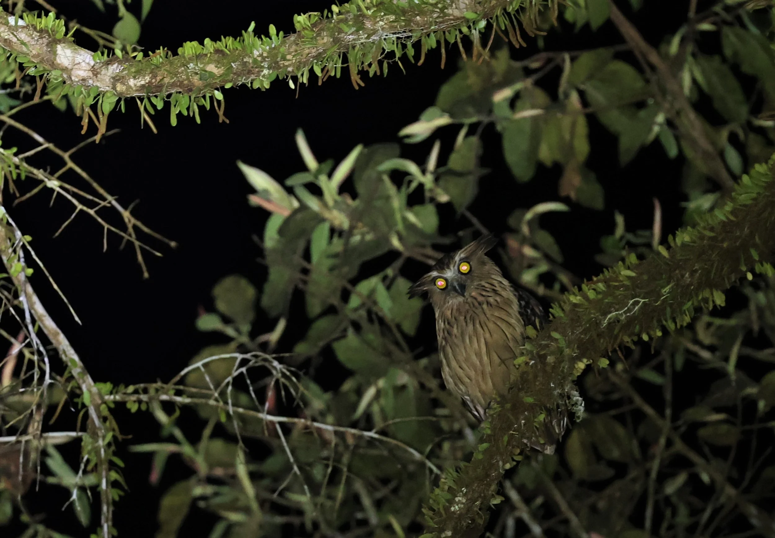 OWL - BUFFY FISH OWL - Ketupa ketupu - KRUNG CHING, KHAO LUANG NP, JAN 2022 (16).JPG