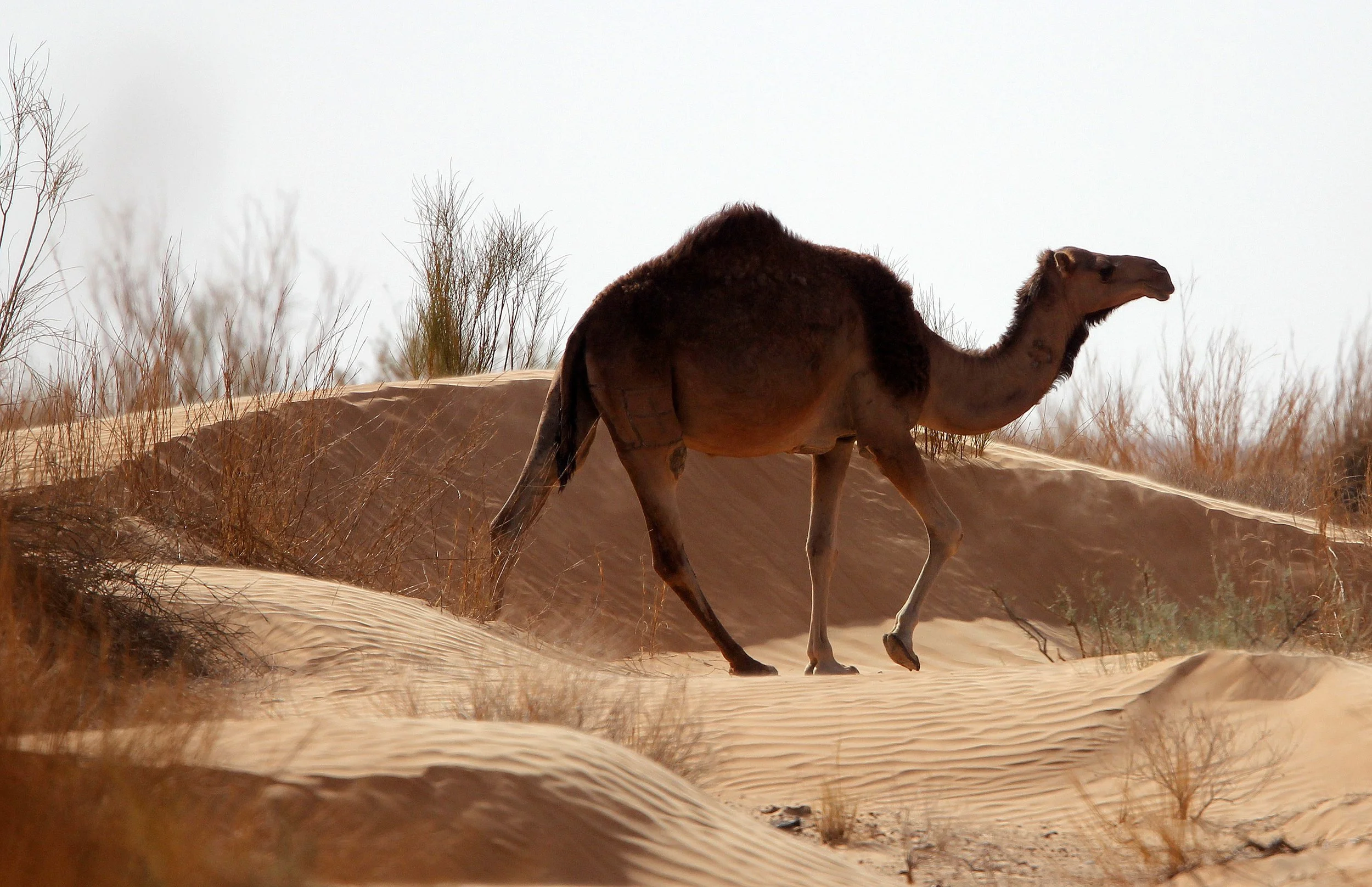 Camelus dromedarius - DROMEDARY - JEBIL NATIONAL PARK TUNISIA (26).JPG