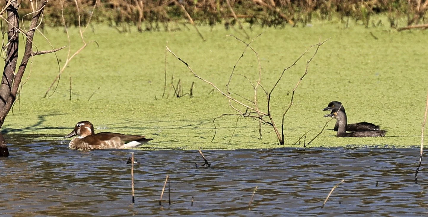 Least Grebe (Tachybaptus dominicus) Agua Dulce Paraguay (3).jpg