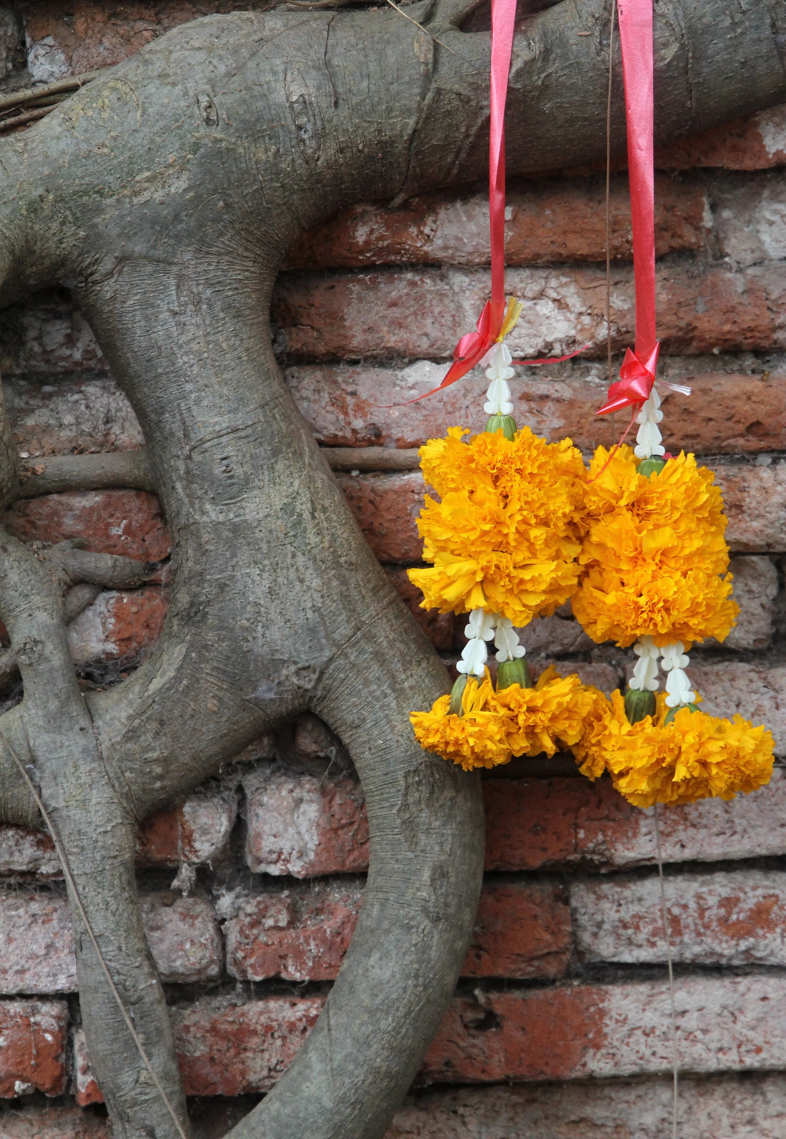 AYUTTHAYA PASSION DAY NOVEMBER 2013 (72).JPG