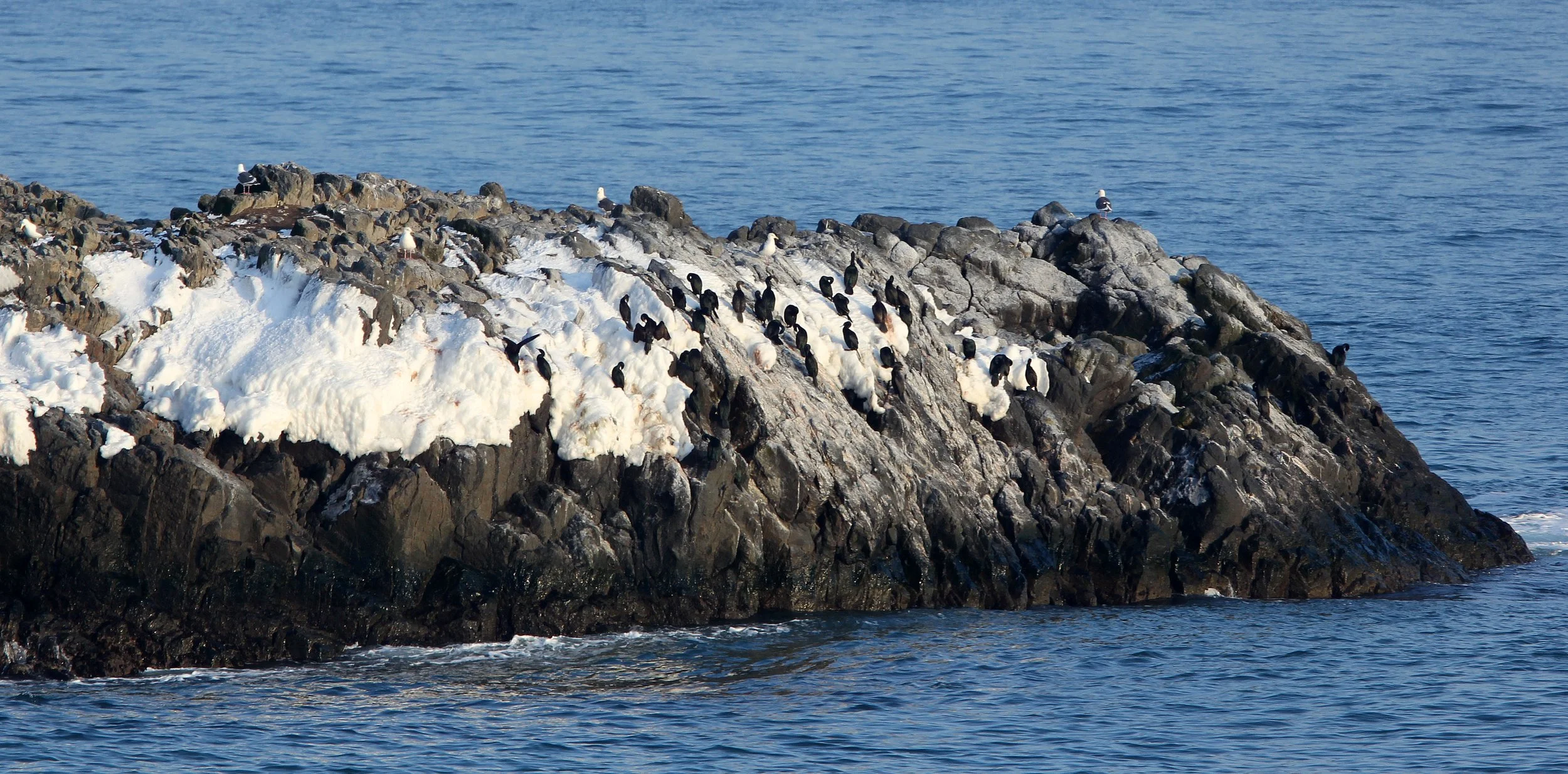 Urile pelagicus - Pelagic Cormorant - Hanasaki Cape, Nemuro Peninsula, Hokkaido Japan (2).JPG
