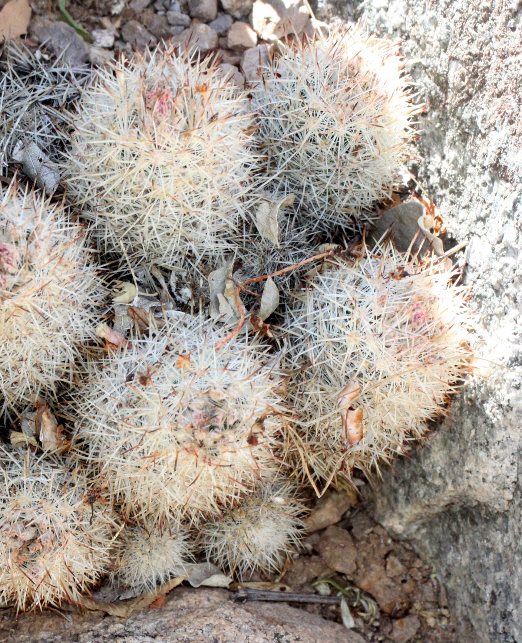 CACTACEAE - CORYPANTHA ORGANENSIS - ORGAN MOUNTAINS PINCUSHION CACTUS - DRIPPING SPRING NEW MEXICO.JPG