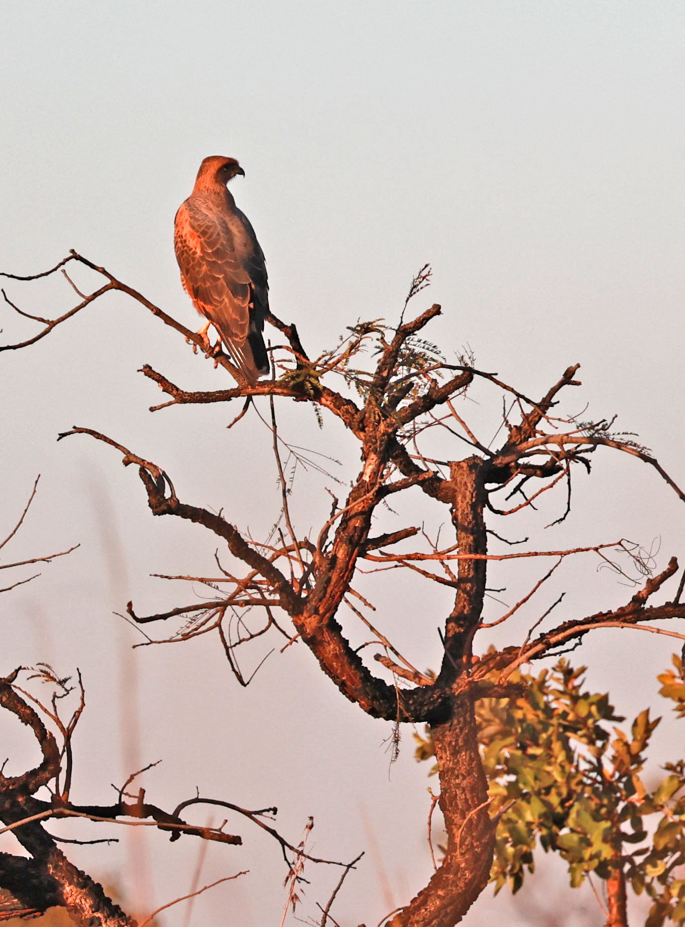 Hawk - Savanna Hawk - Buteogallus meridionalis - Emas National Park, Goias Brazil (3).jpg