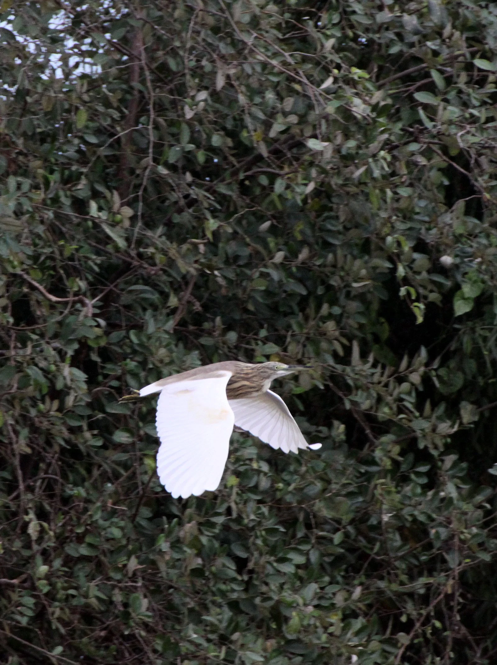HERON - MADAGASCAR SQUACCO HERON - Ardeola idae - KIRINDY NATIONAL PARK - MADAGASCAR (3).JPG
