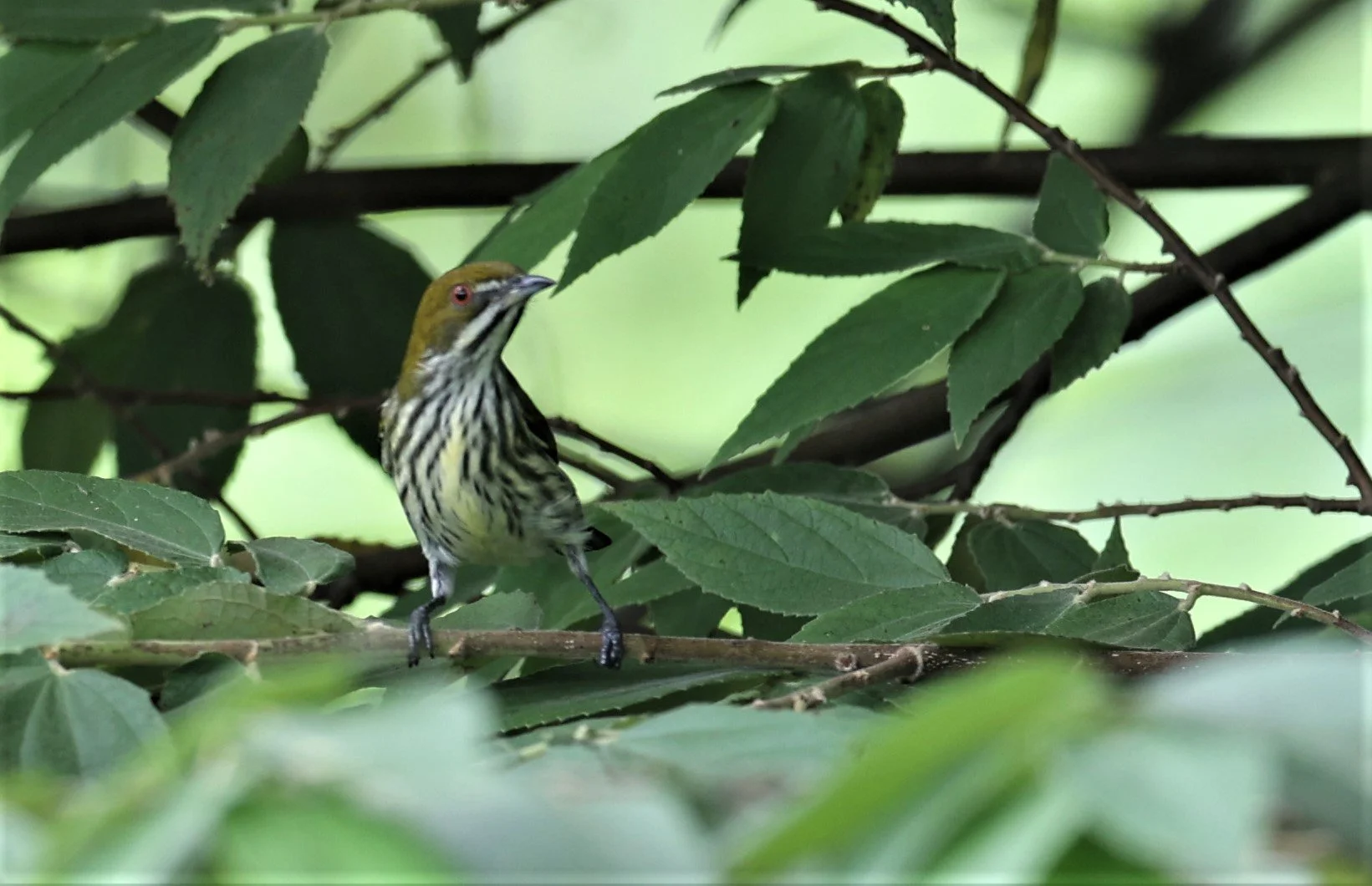 FLOWERPECKER - YELLOW-VENTED FLOWERPECKER - Dicaeum chrysorrheum - BAAN MAKA GARDEN & VICINITY PETCHABURI 12 SEPTEMBER 2021 (17).jpg